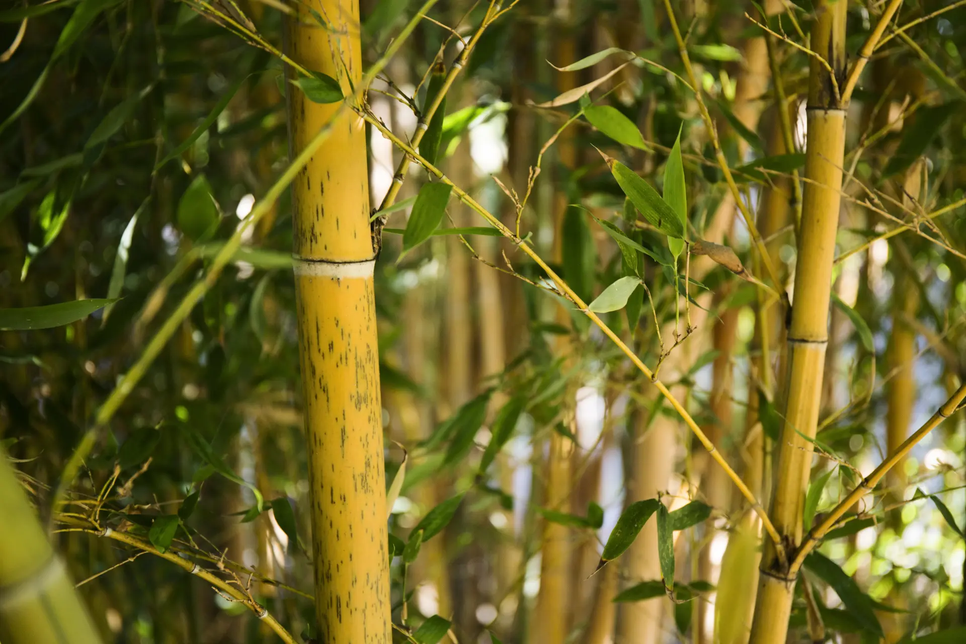 Why Bamboo Is So Difficult to Remove Why Bamboo Is So Difficult to Remove