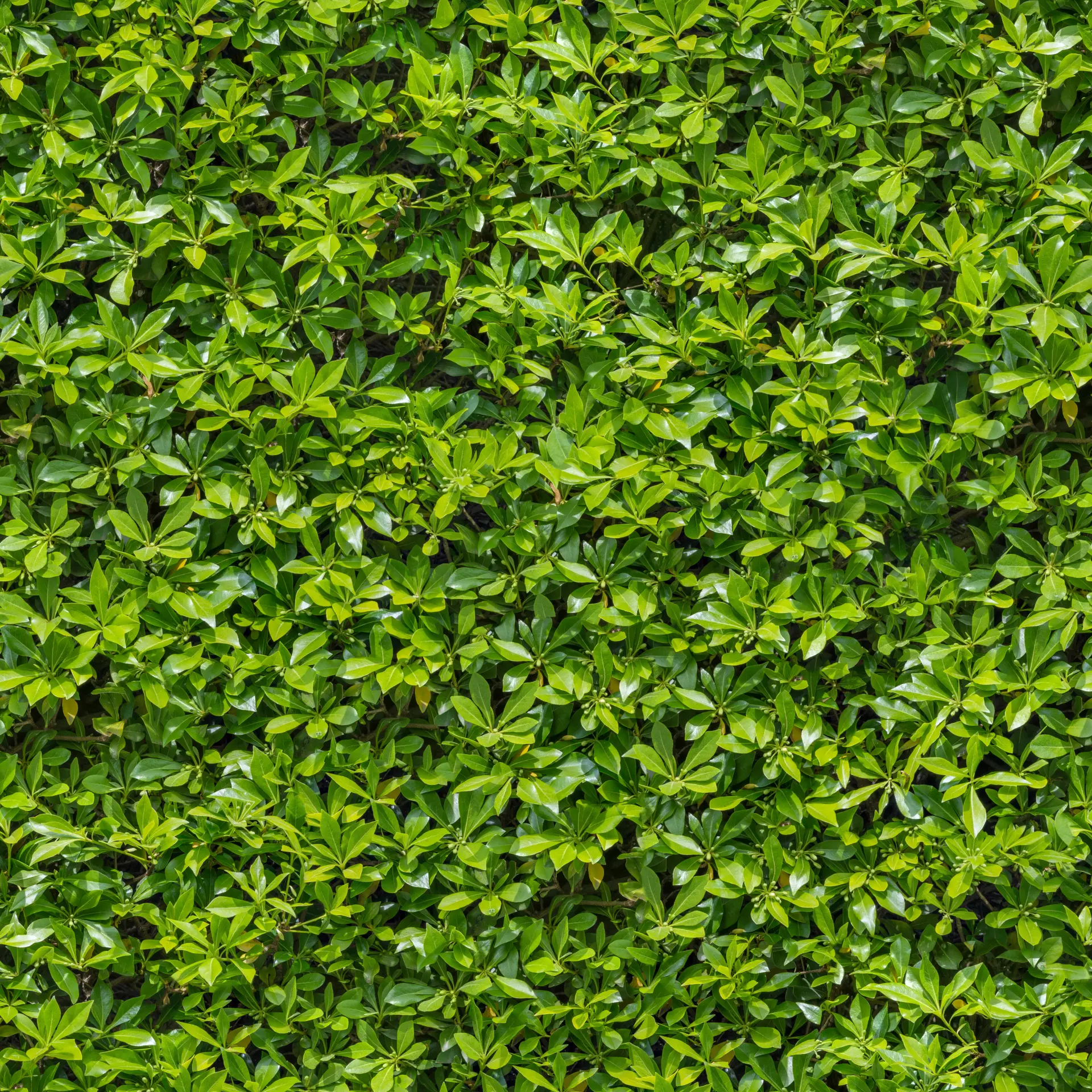 Hedge Cutting Newcastle, Gateshead and Northumberland