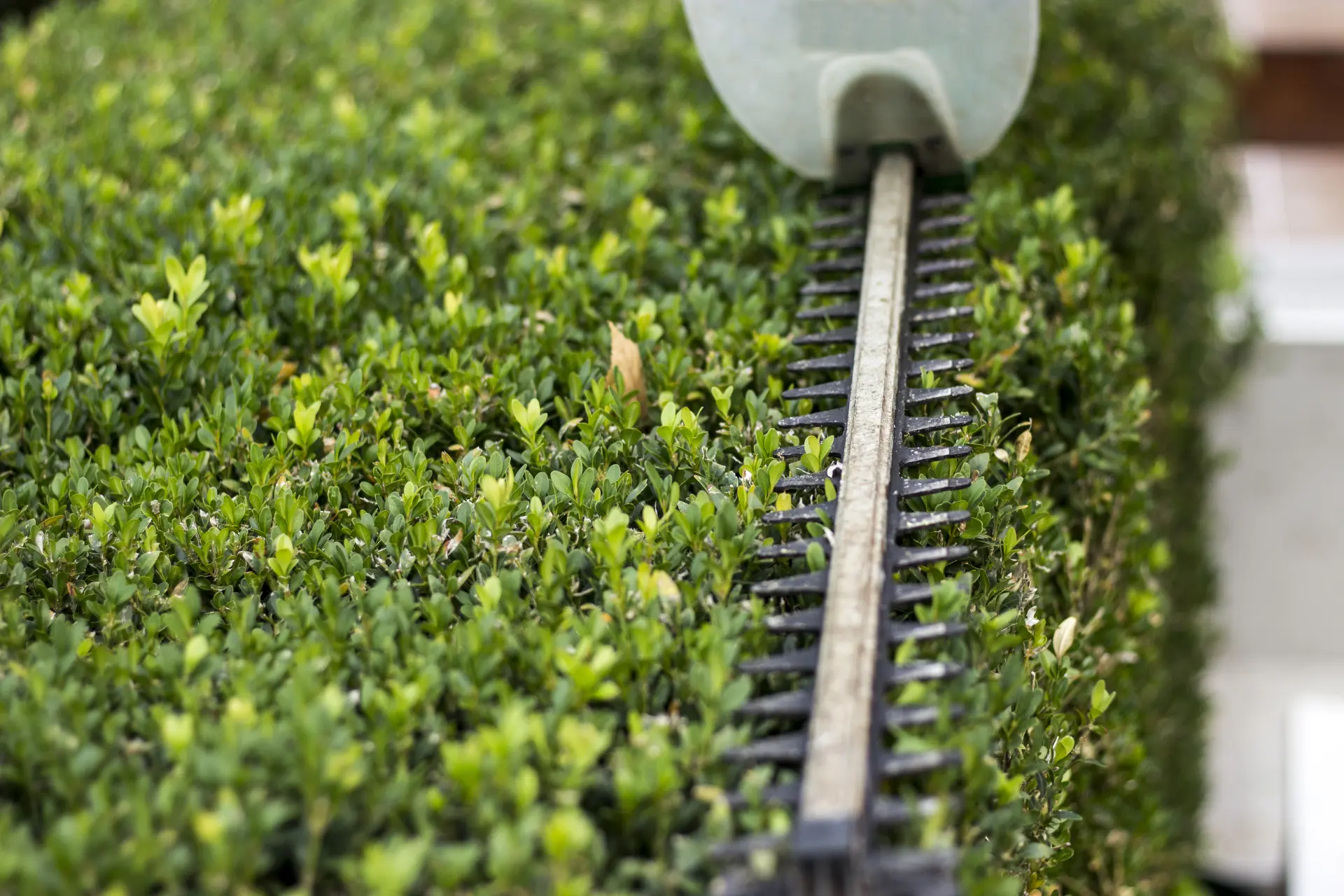 Hedge Cutting Newcastle, Gateshead and Northumberland