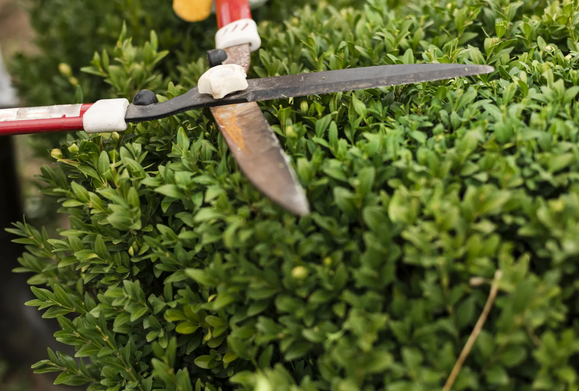 Garden Maintenance Services in Newcastle, Gateshead and Northumberland