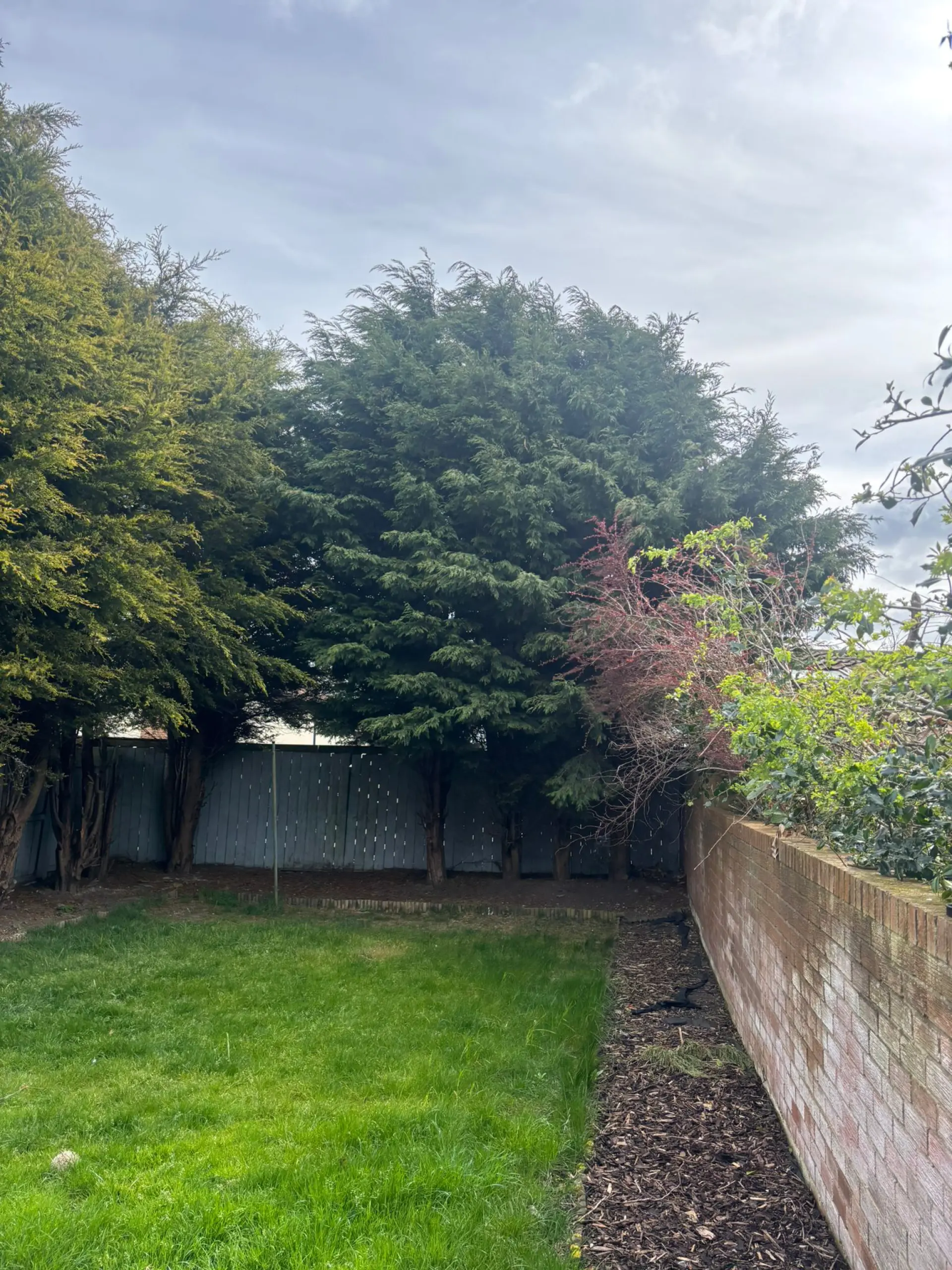 Fully Insured Tree Experts
