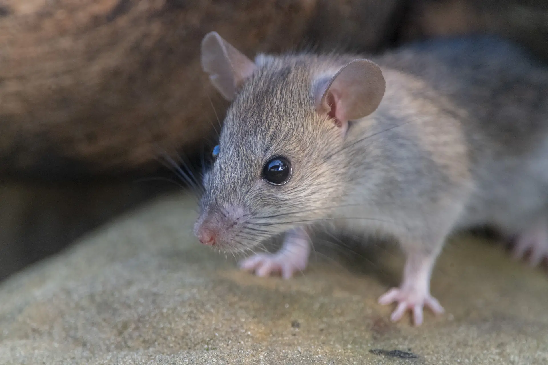 Signs of a Rat or Mouse Infestation in Your Home