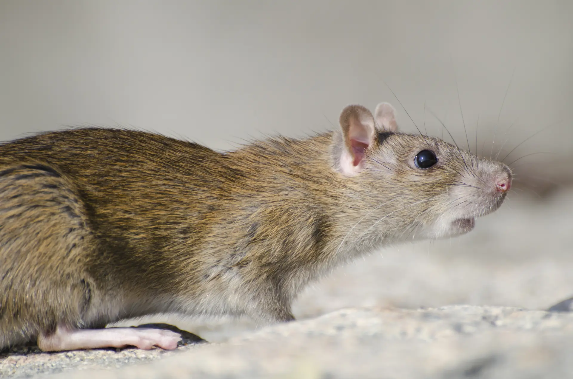 Nesting Materials - Signs of a Rat or Mouse Infestation