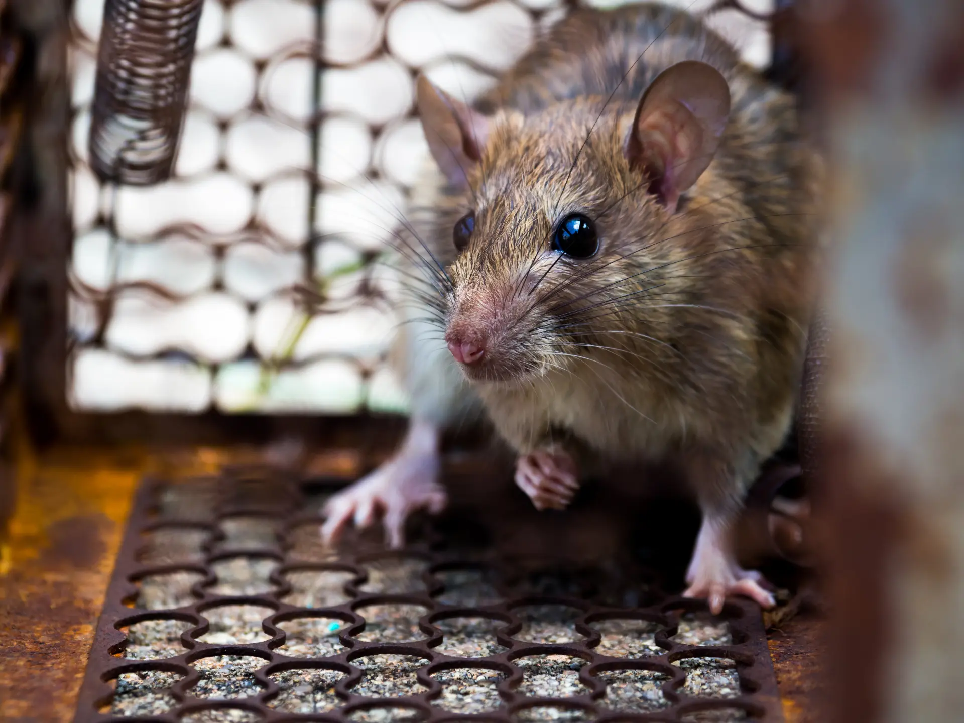 Rodent Control Christchurch, Barton on Sea and Milford on Sea