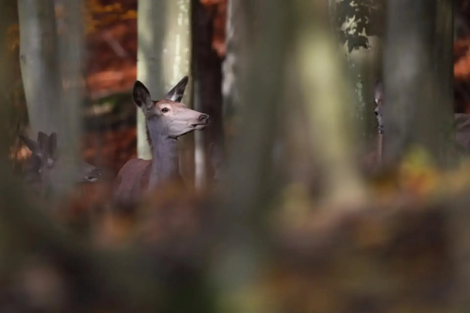 How Does Forestry Impact the Environment How Does Forestry Impact the Environment