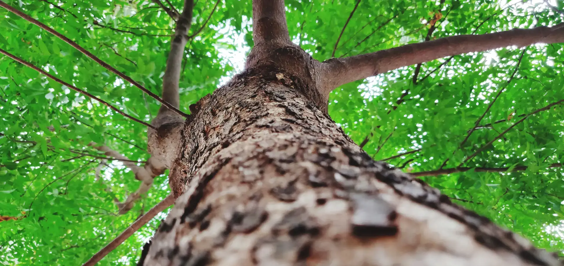 What Is Low Impact Forestry What Is Low Impact Forestry
