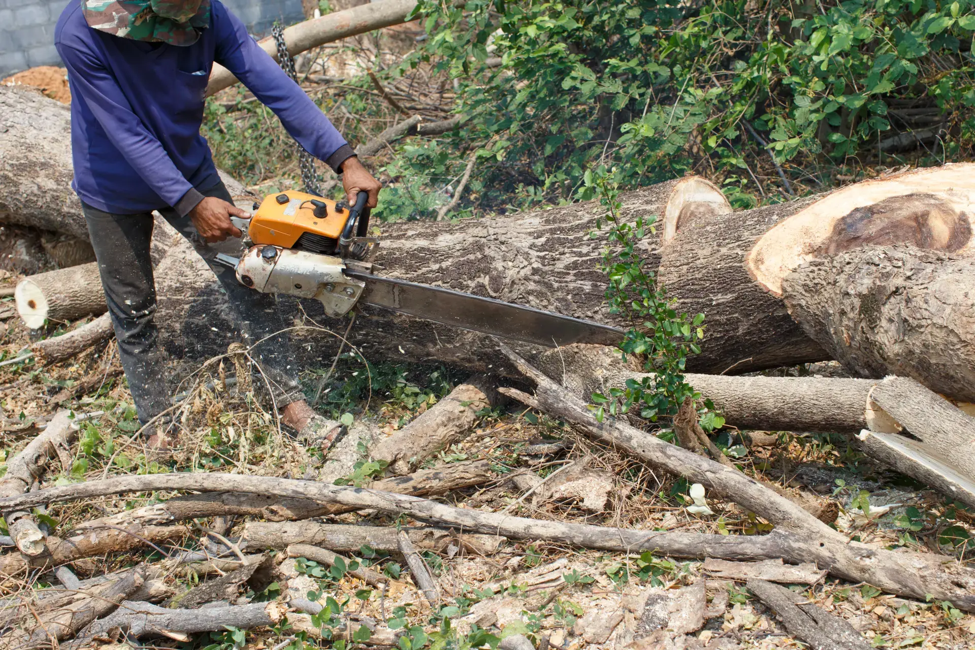 Which Method Of Timber Harvesting Is The Most Sustainable Which Method Of Timber Harvesting Is The Most Sustainable