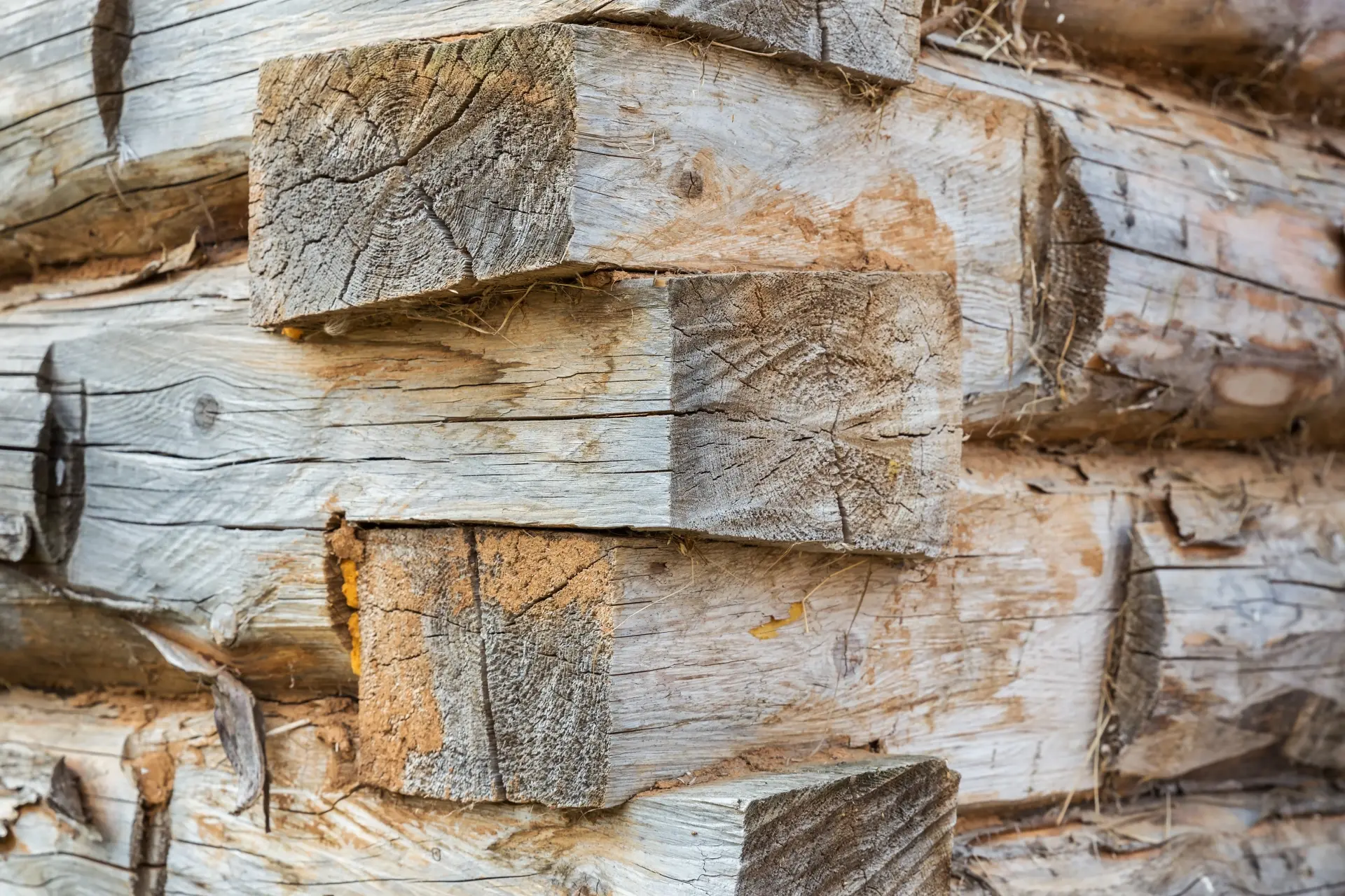 The Different Types of Timber Available from Suppliers