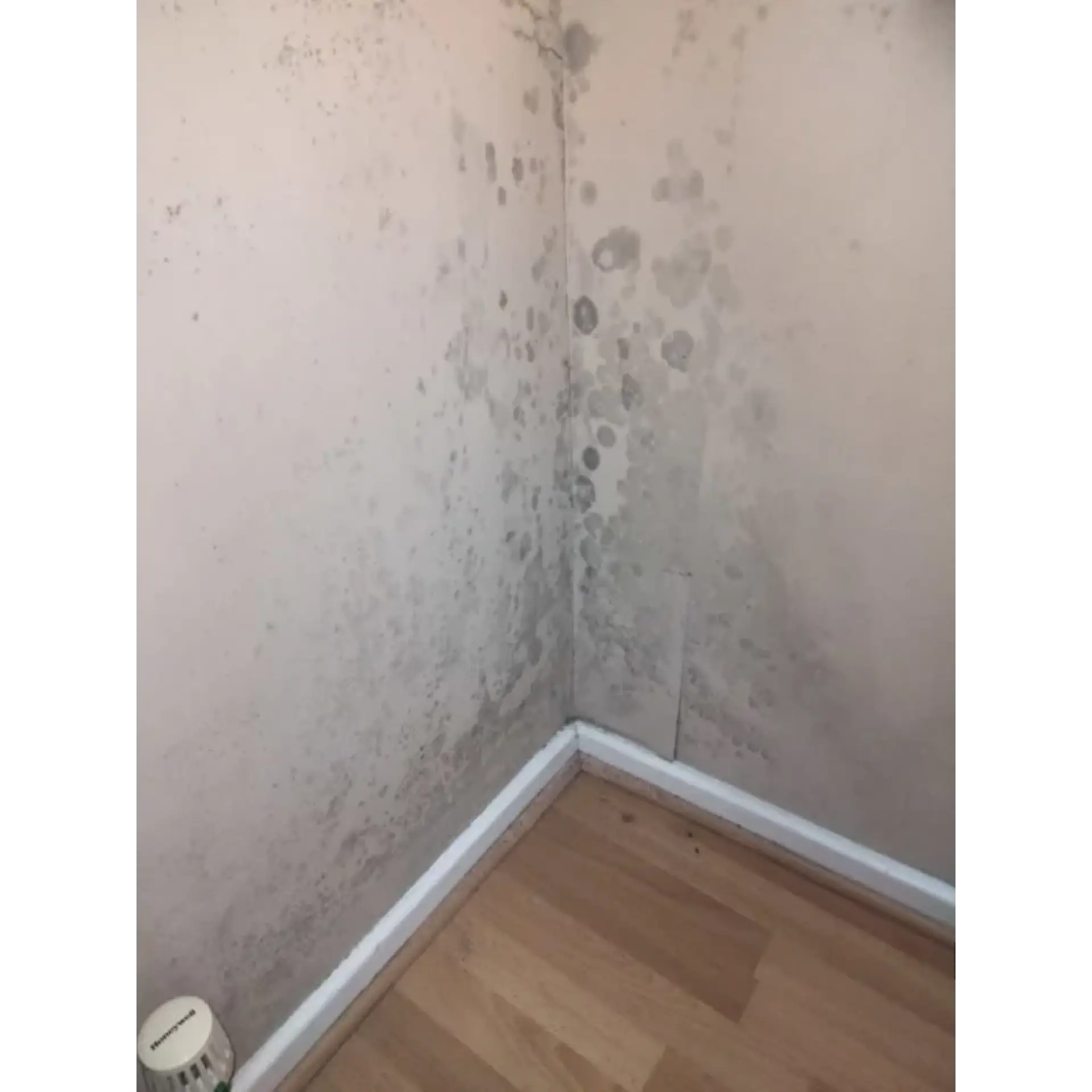 Damp in Property