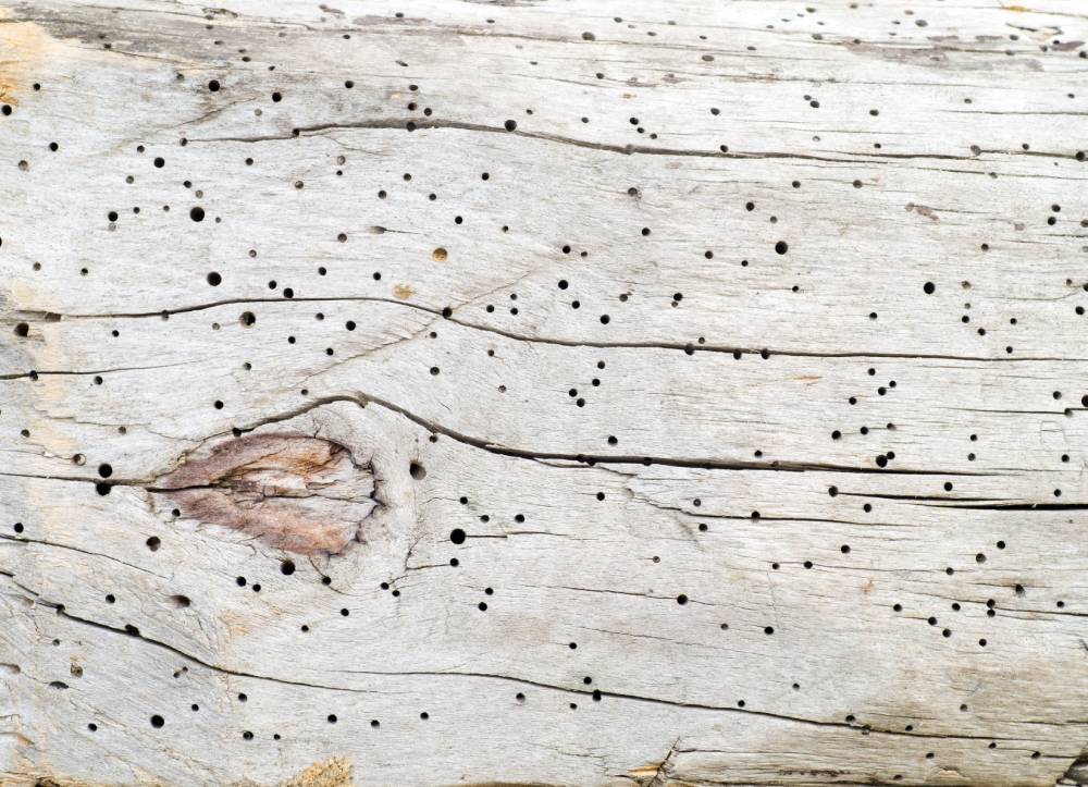 Best Ways to Prevent Woodworm in Your Home
