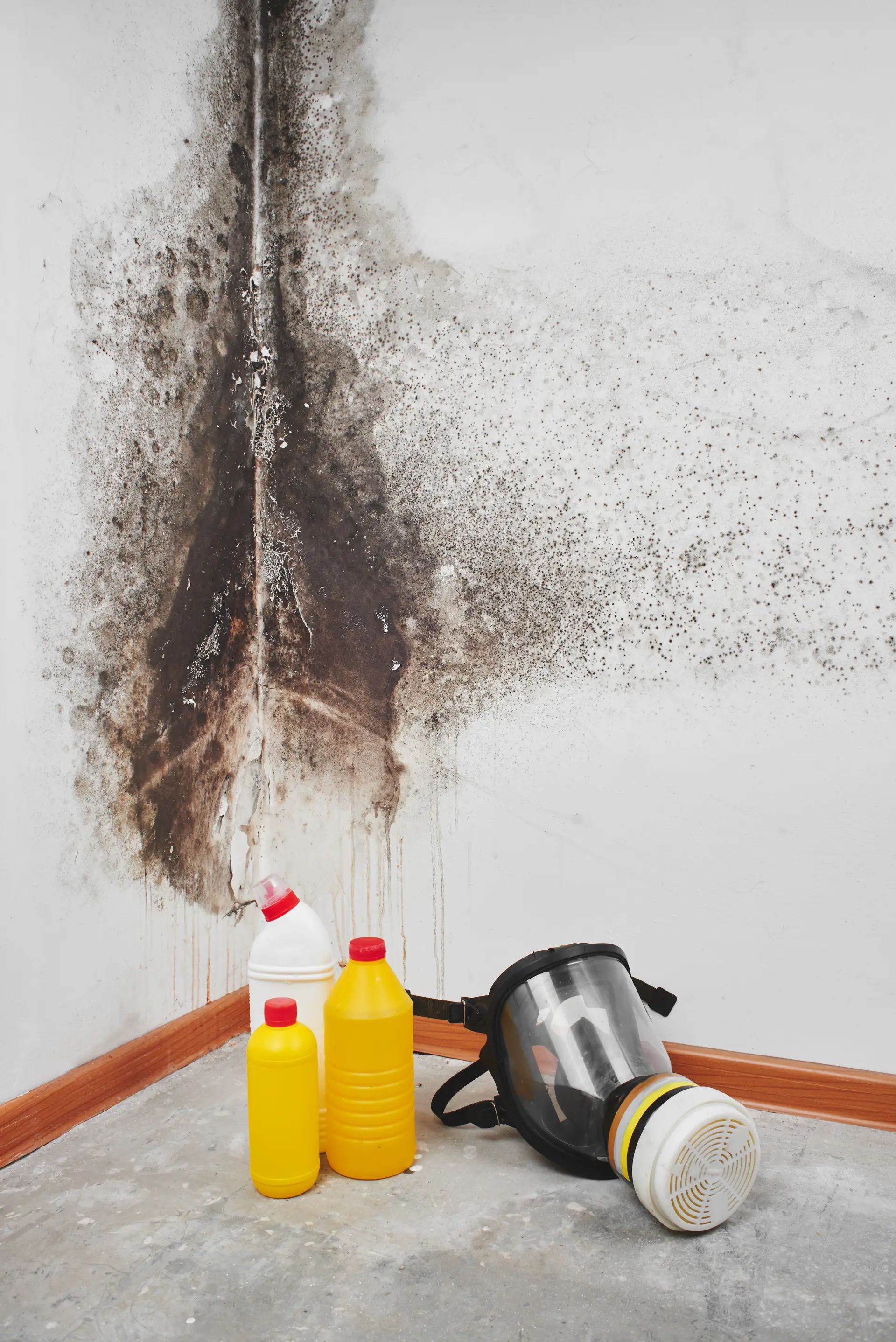 How to Spot Damp in Your Home Early