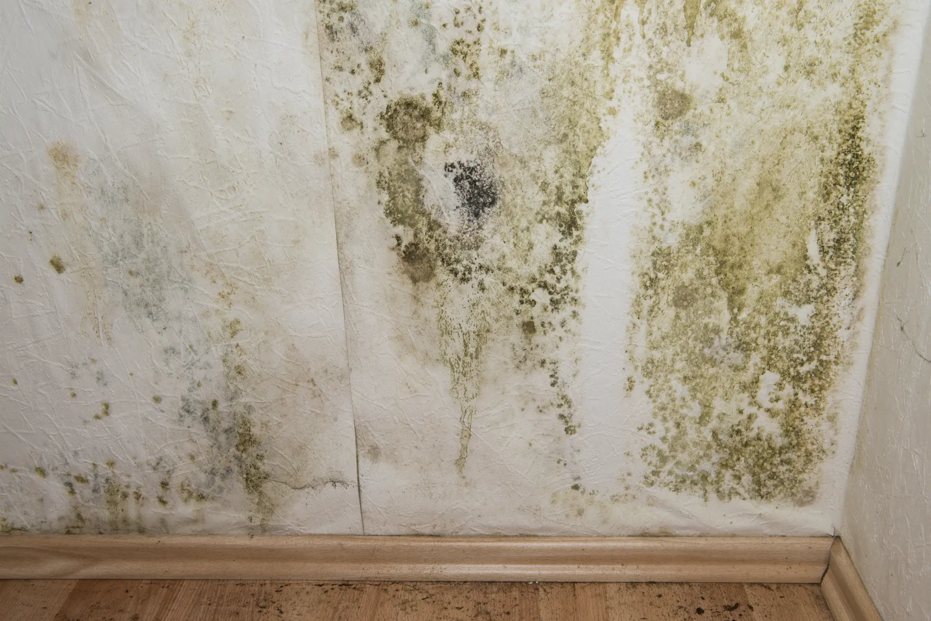 How to Spot Damp in Your Home Early