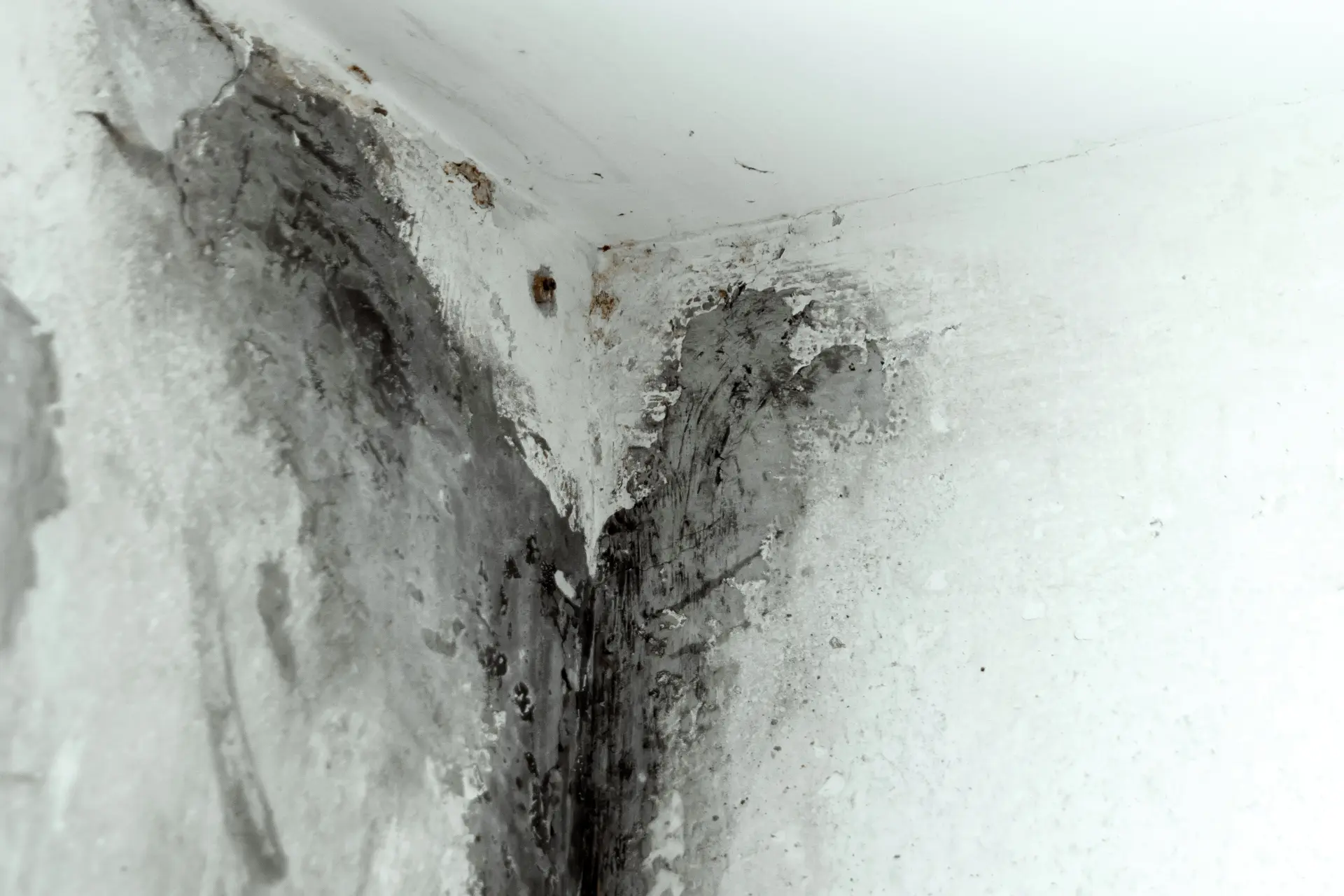 Different Types of Damp and How to Identify Them