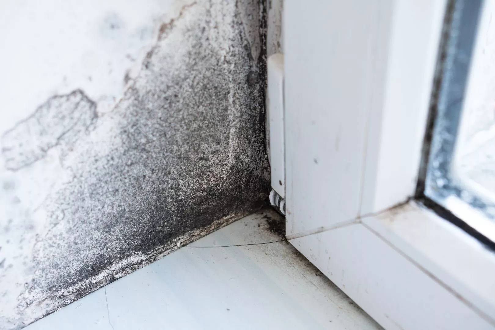 Signs of Damp Around Windows and Doors