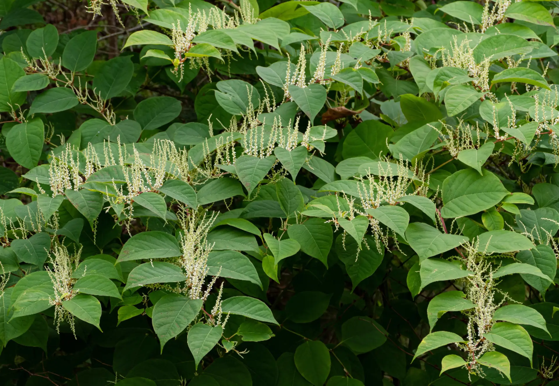 Why Is Japanese Knotweed A Problem
