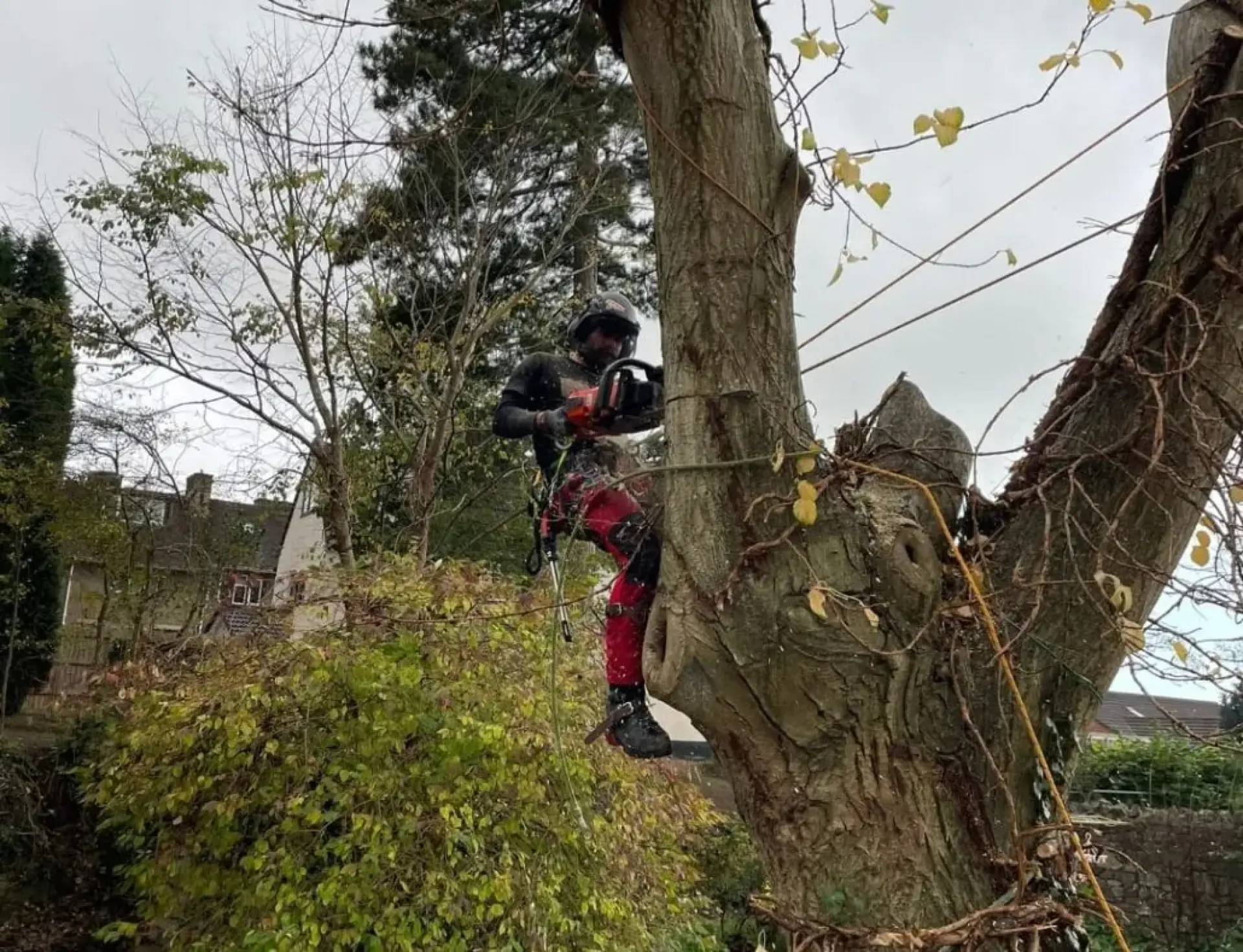 Emergency Tree Removal Call Out - Bath