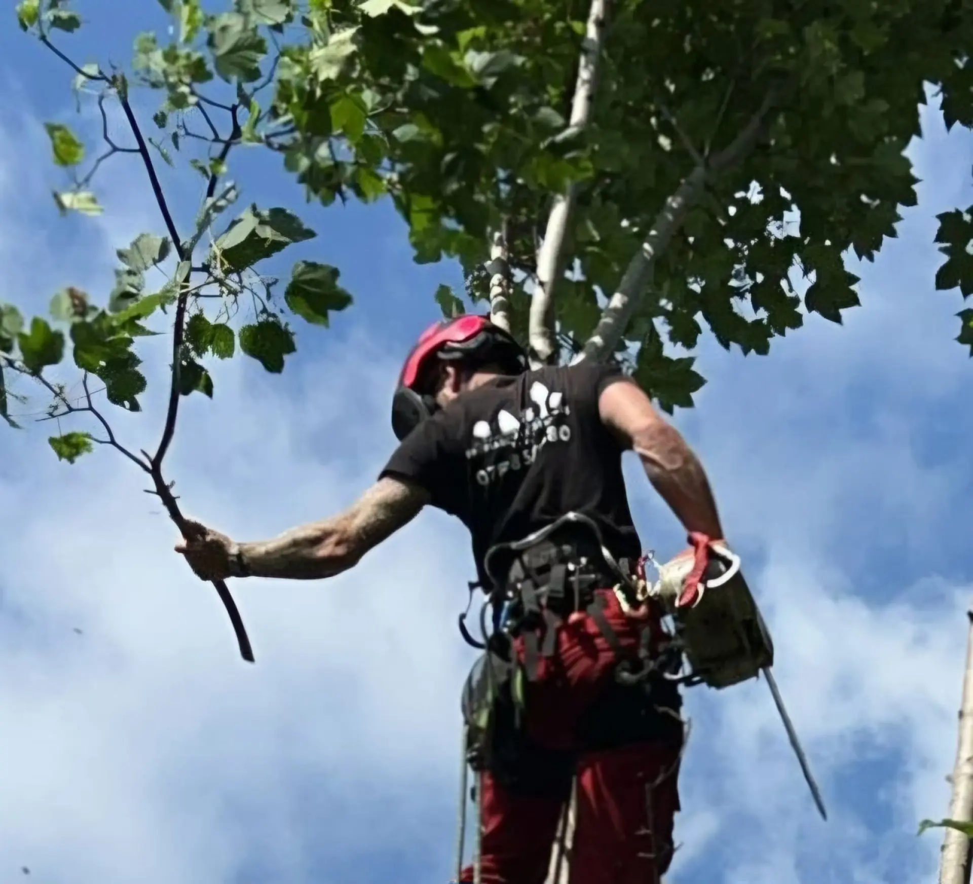 Tree Surgery in Bath, Corston and Midford