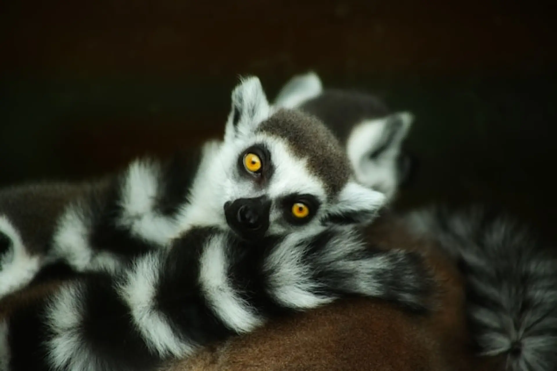 Ring Tailed Lemur - What To Expect From A Blackpool Zoo Visit