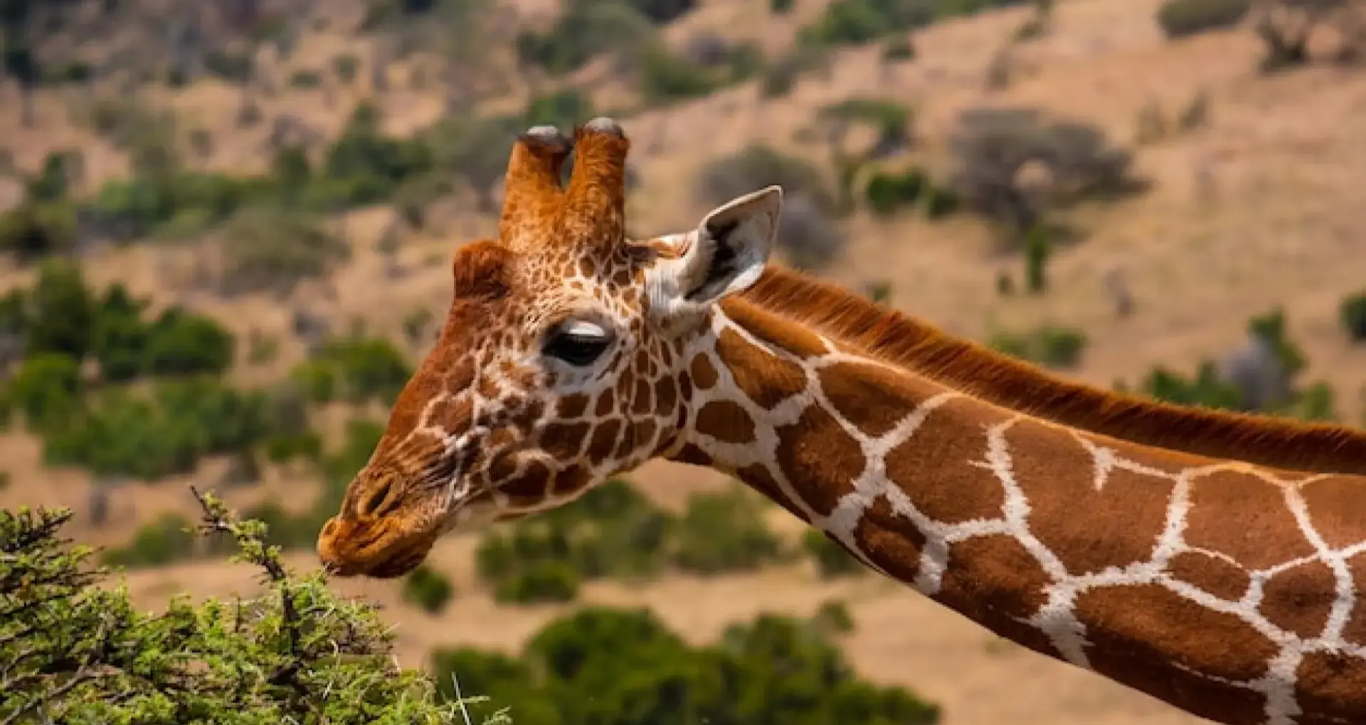 Blackpool Zoo: Getting There and Parking