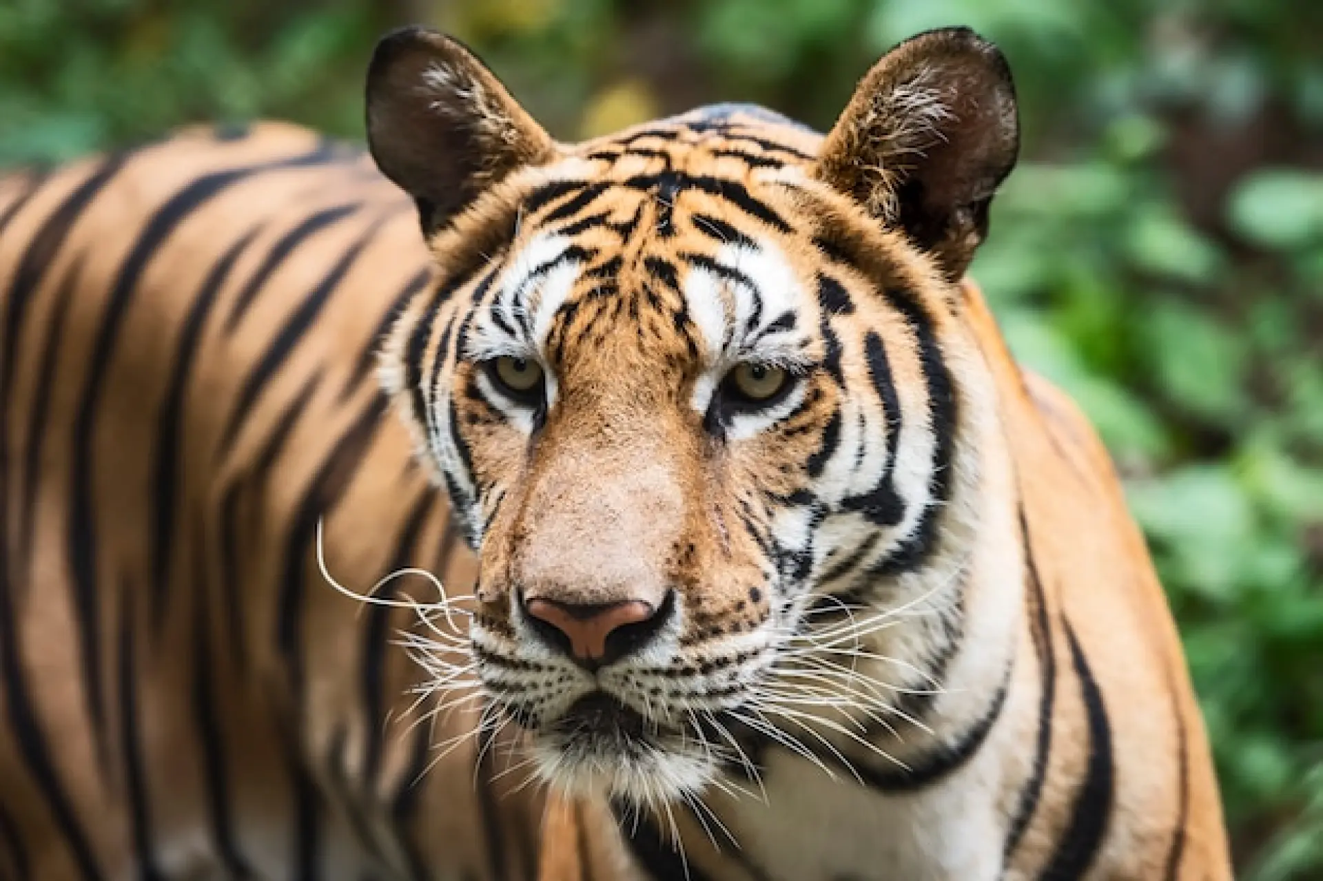 What To Expect From A Blackpool Zoo Visit