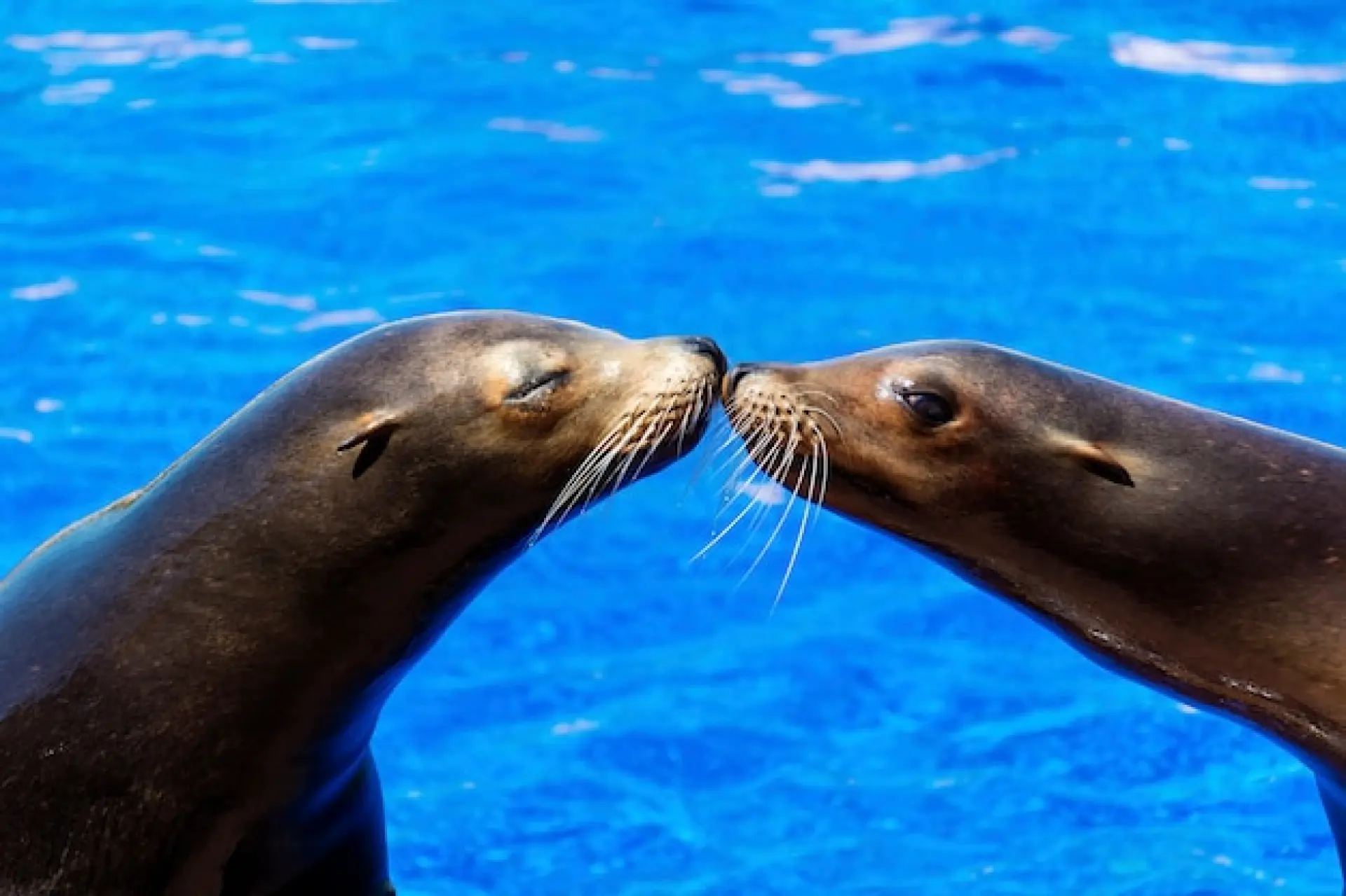Sea Lions - Animals and Exhibits at Blackpool Zoo