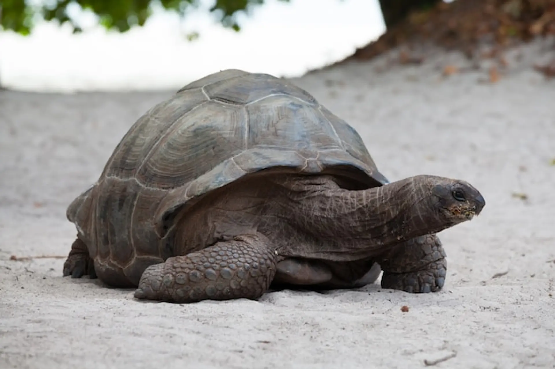 Tortoise - Tips for a Great Visit at Blackpool Zoo