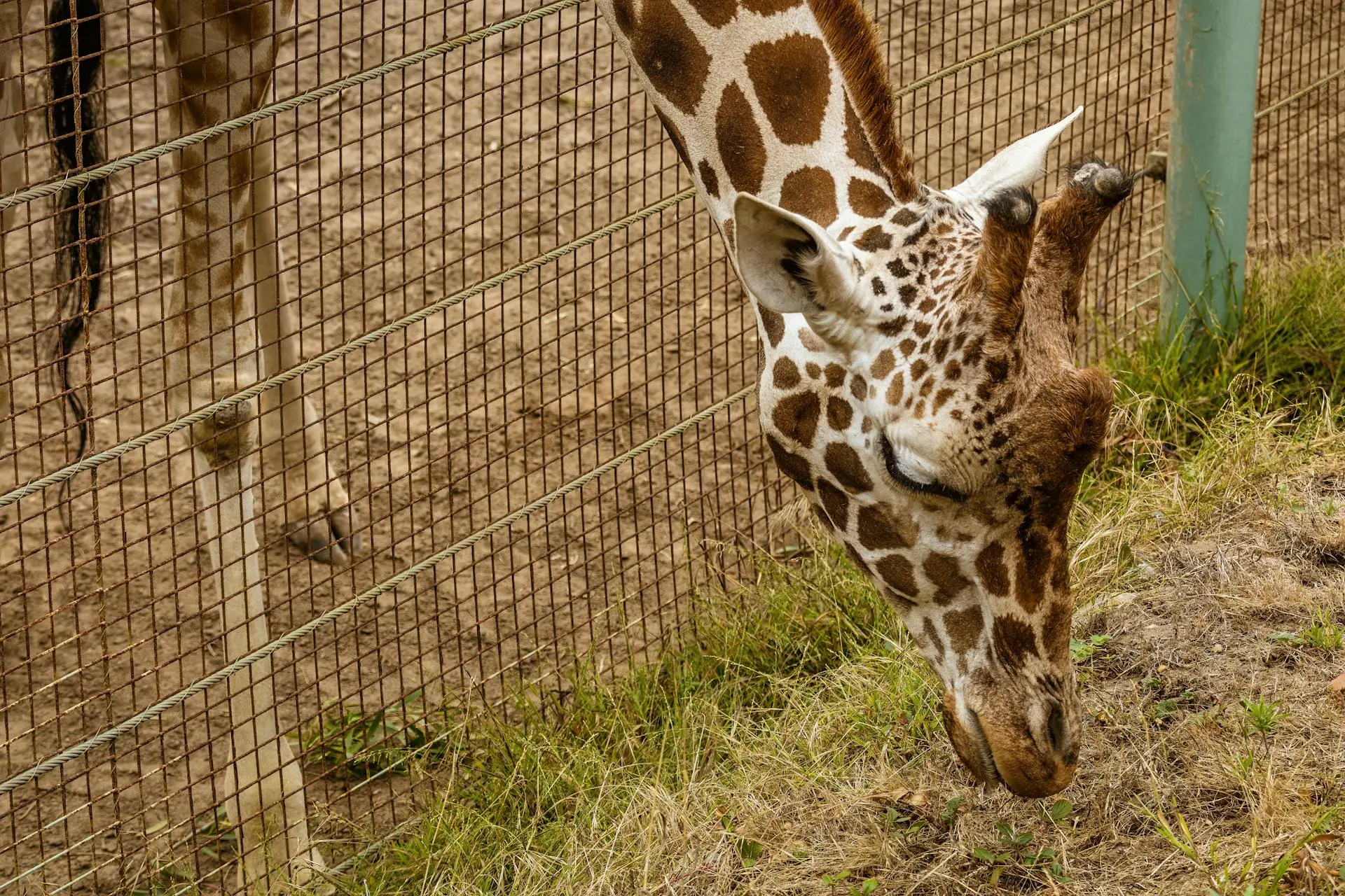 Blackpool Zoo - Famous Blackpool Landmarks