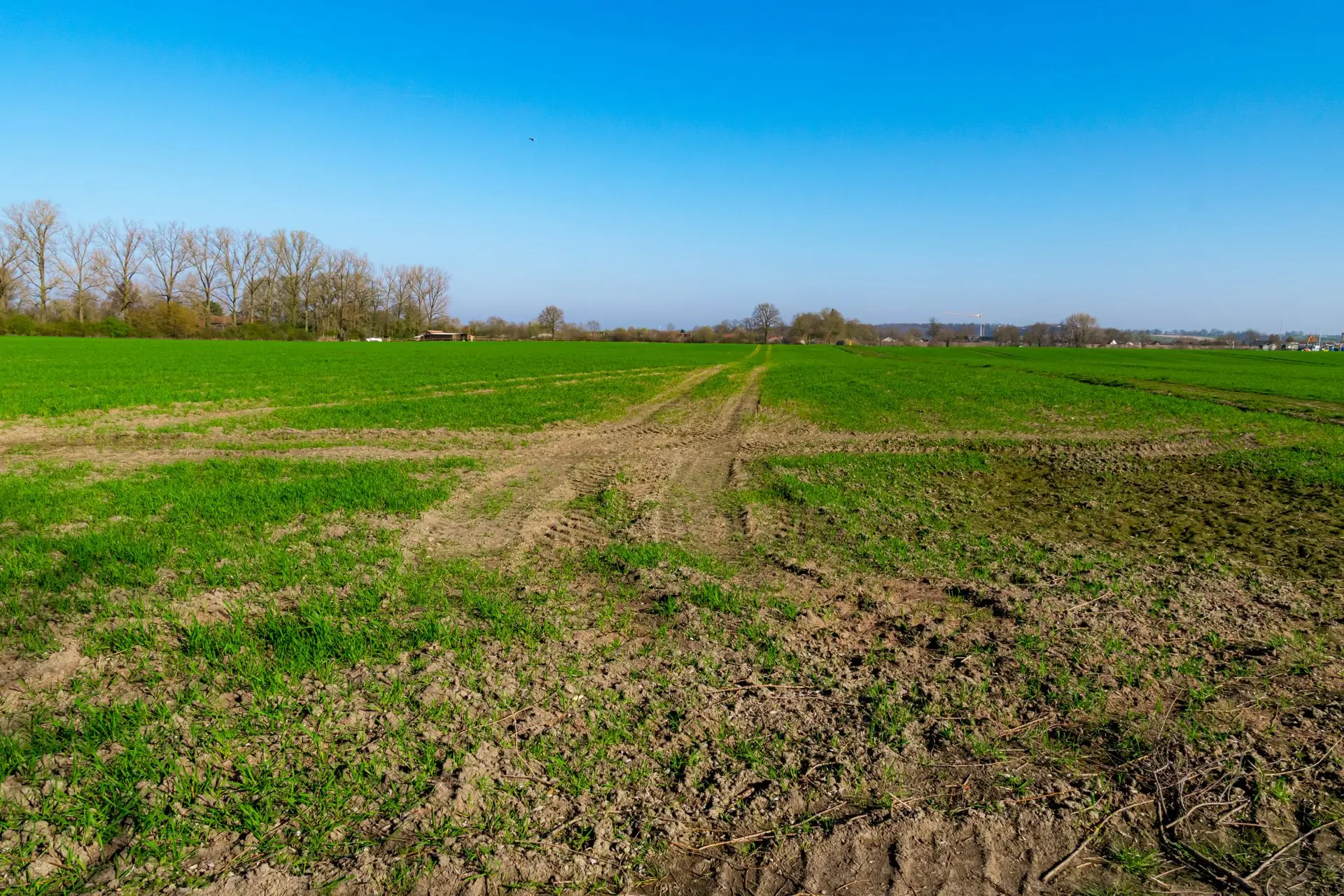 Common Site Conditions That Affect Survey Results