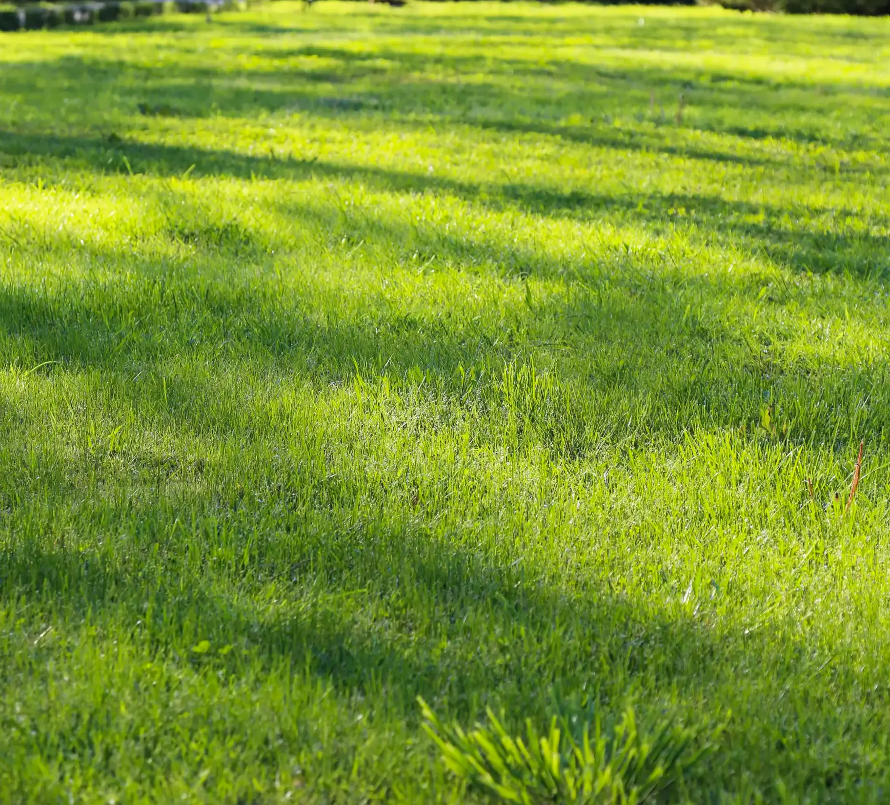The Best Time To Lay New Turf On Your Golf Course