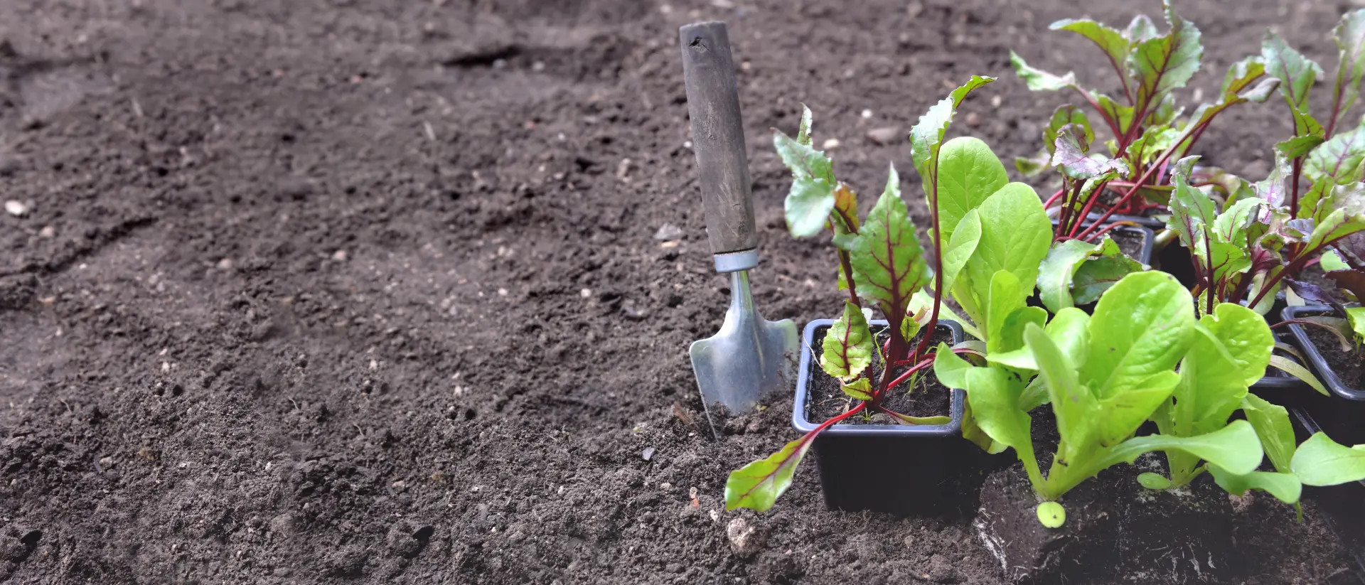 Topsoil in Garden