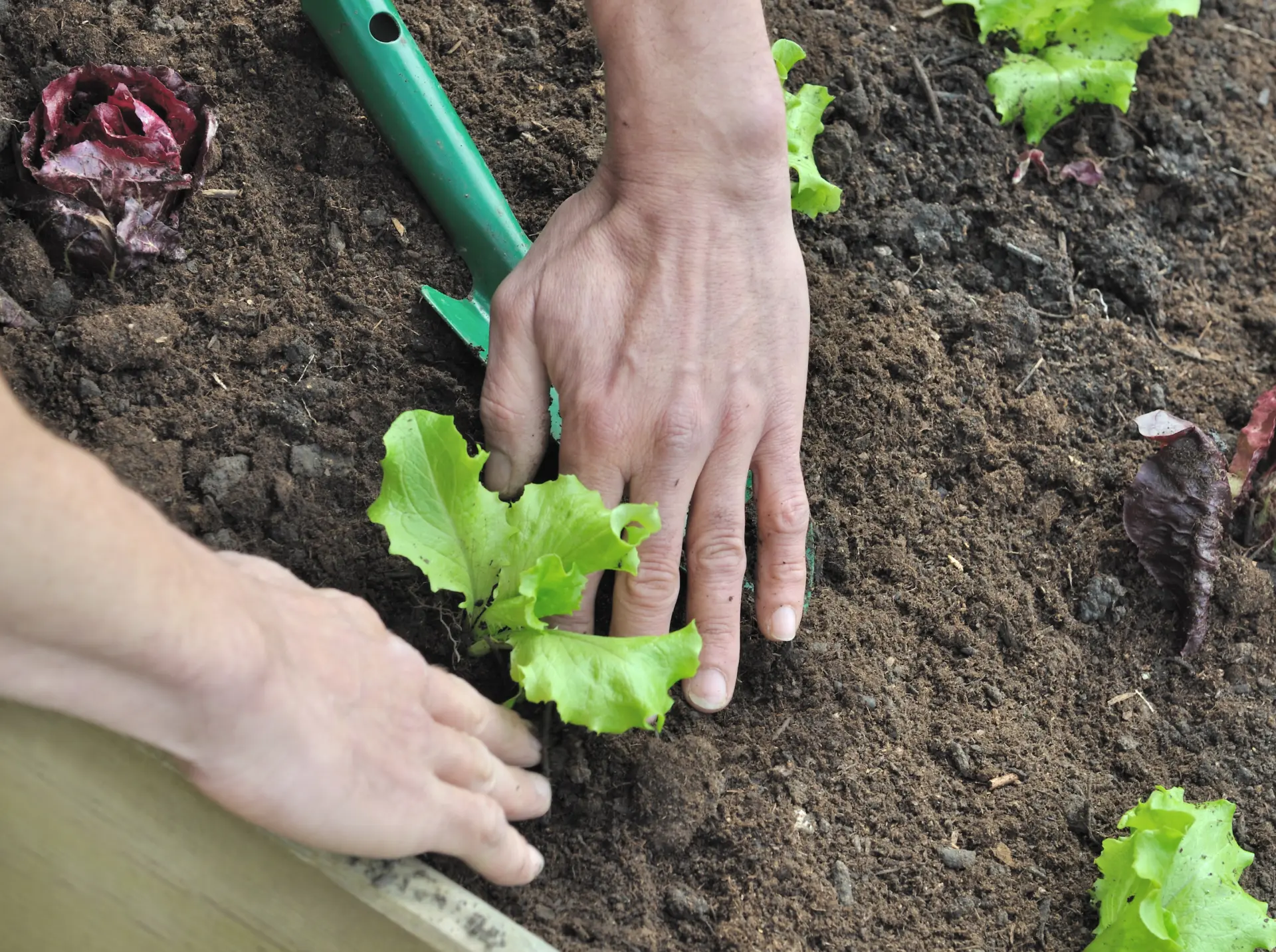 How to Choose the Right Topsoil for Your Garden