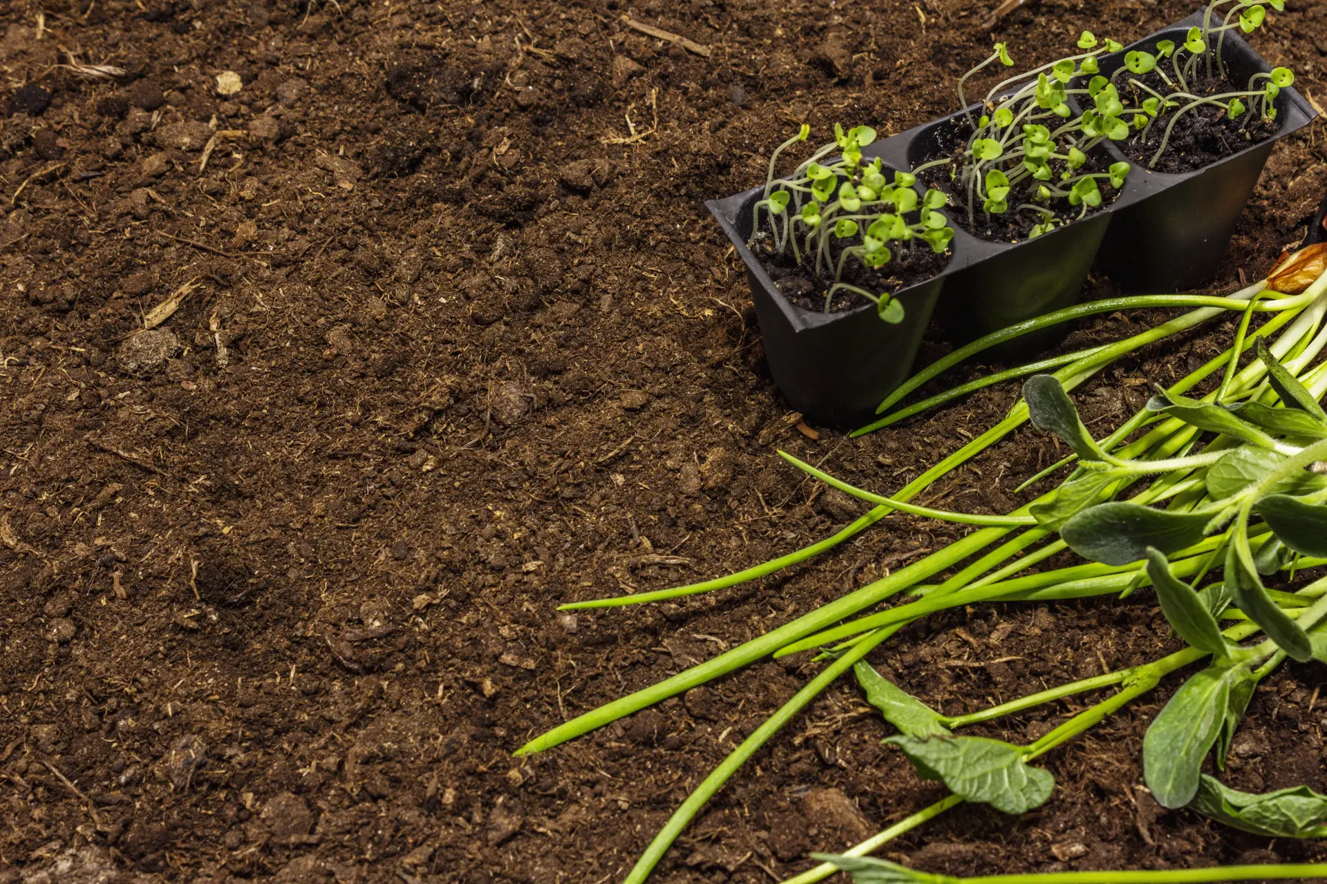 What Is Topsoil and Why Is It Important?