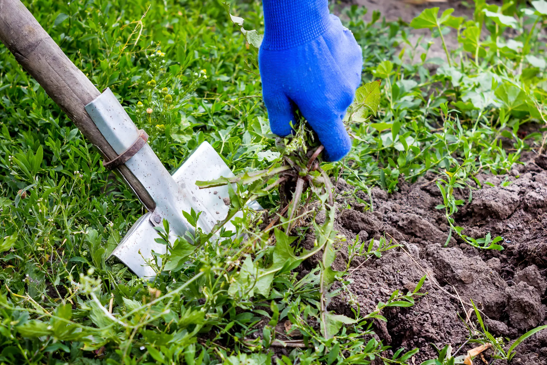 Removing Weeds - Add Topsoil to Your Garden