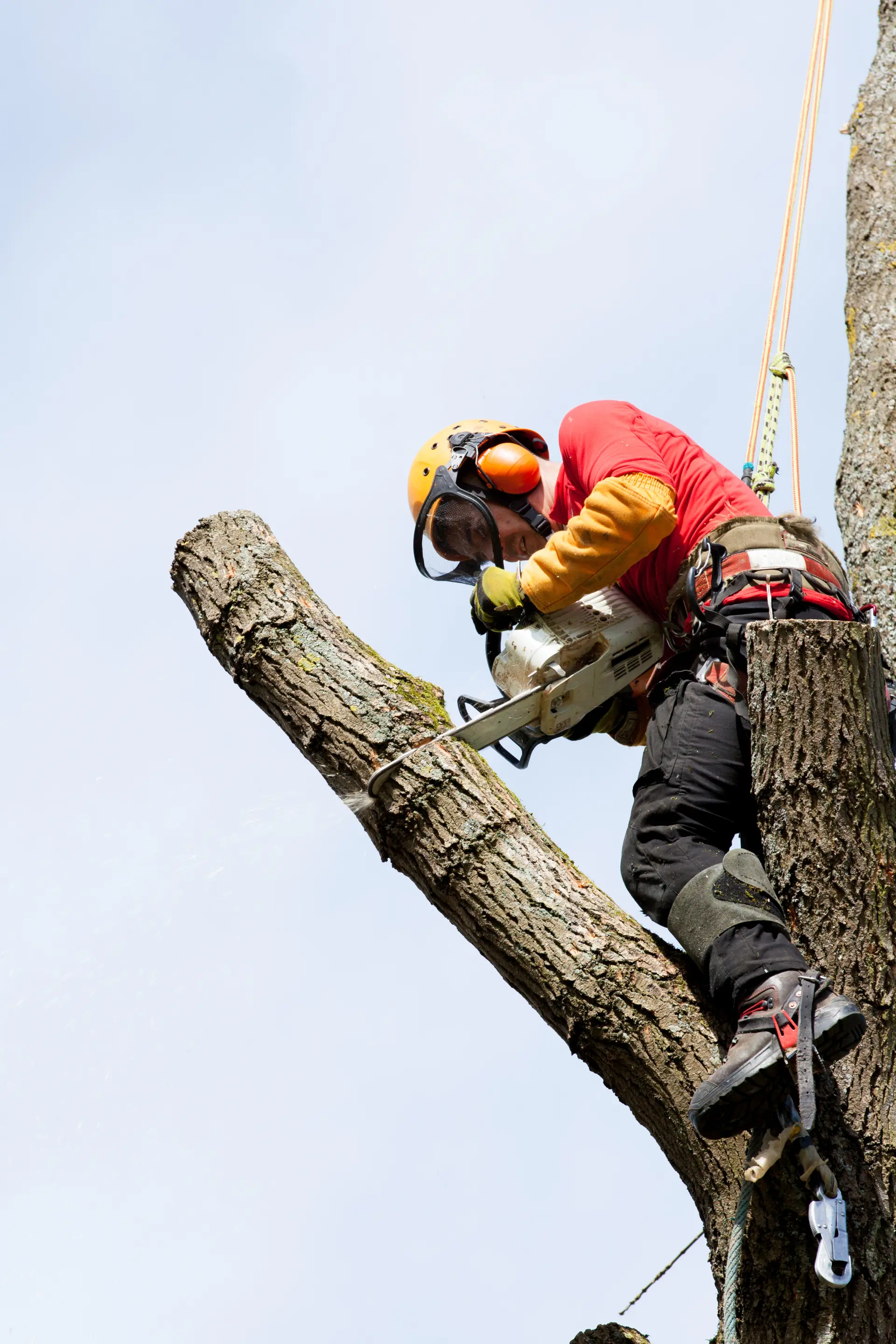 Canterbury Tree Care Services | Tree Surgeon In Canterbury
