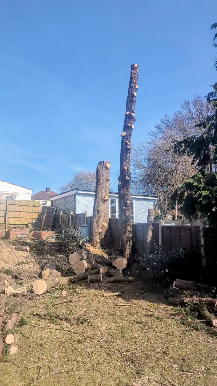 Tree Felling and Sectional Dismantling