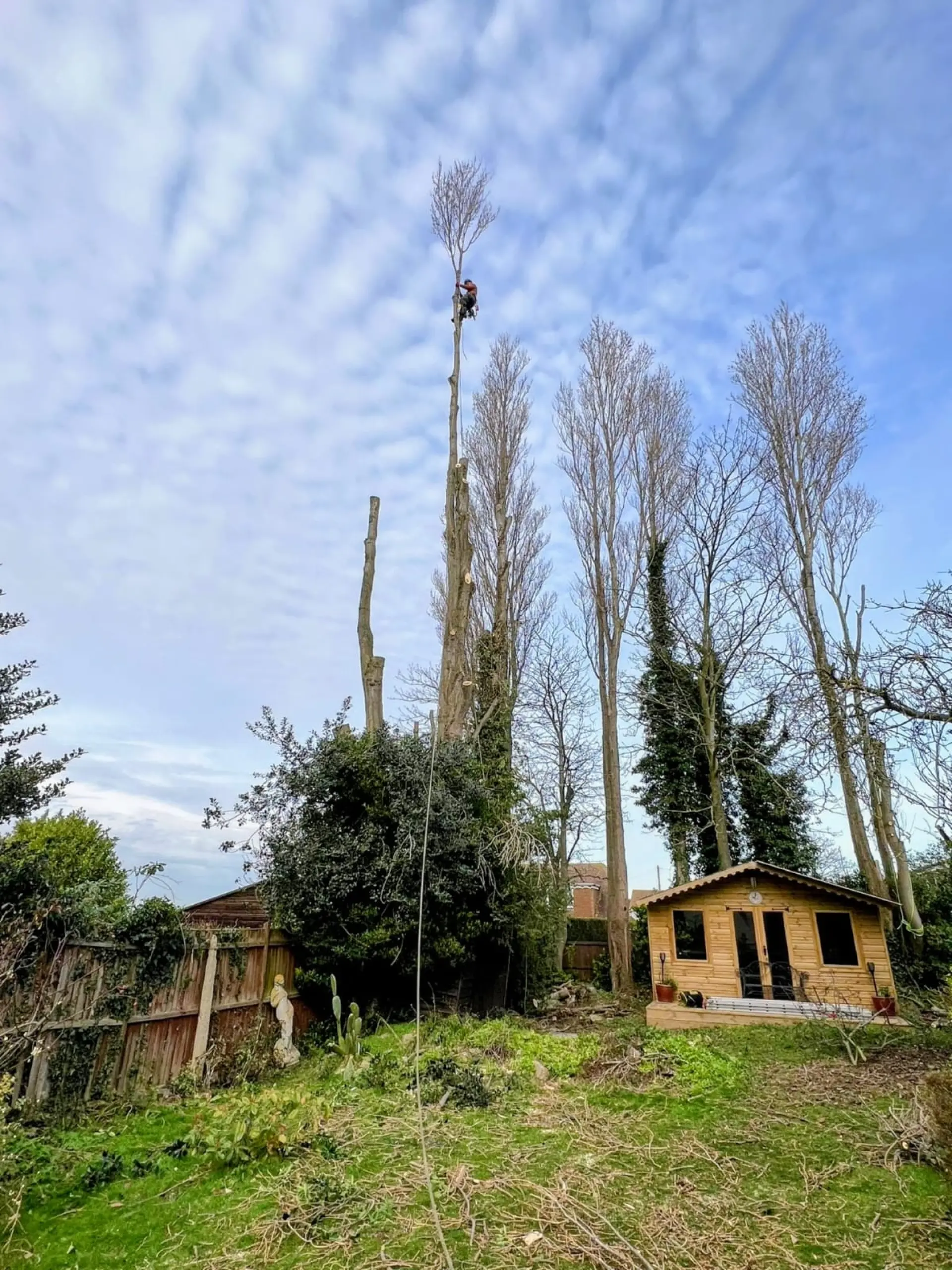 Tree Surgeons In Sittingbourne, Faversham, Bearsted