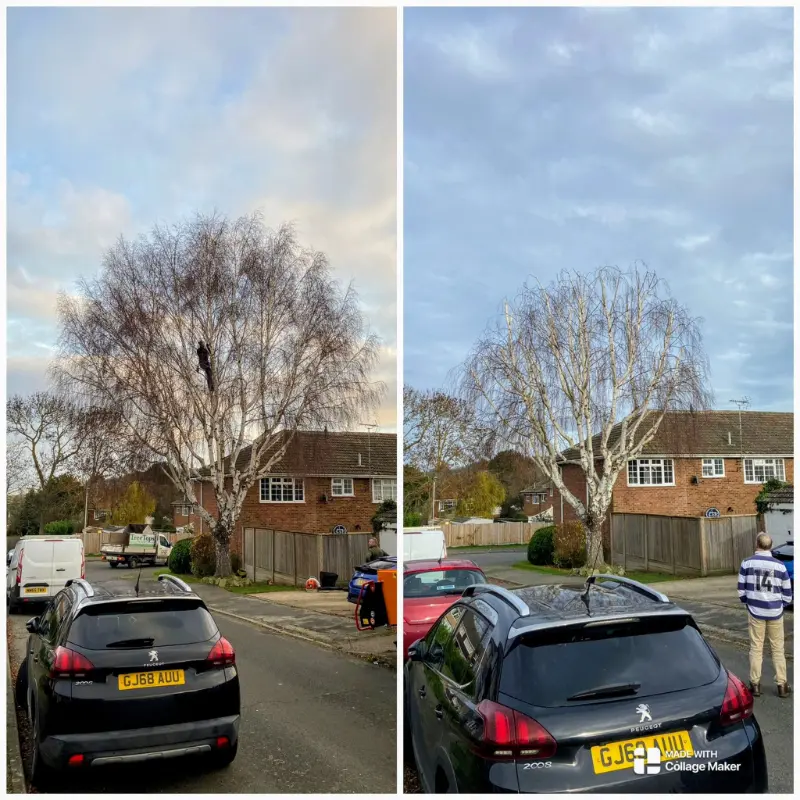 Tree Crown Pruning Canterbury