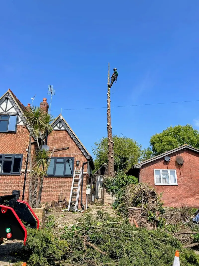 Tree Removal Canterbury