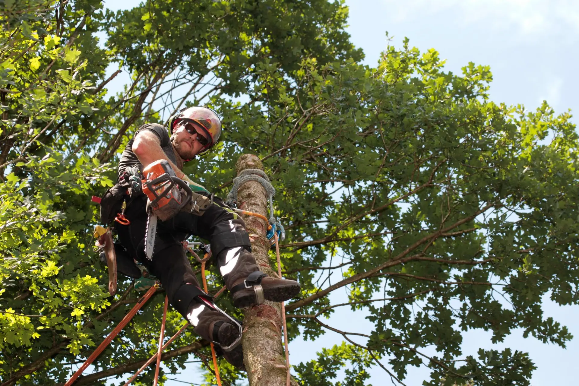 Arborist using a chainsaw while working in a tree
