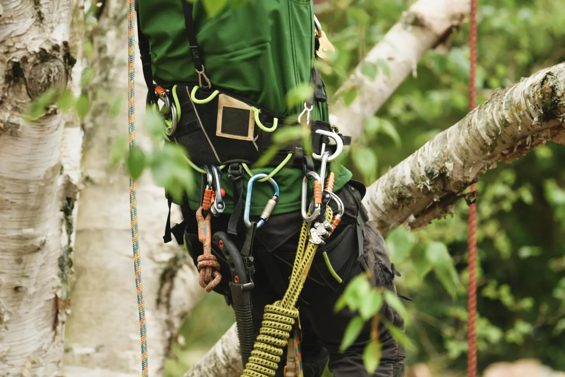Professional tree climbing harness, ropes and hardware for tree surgeons in County Durham