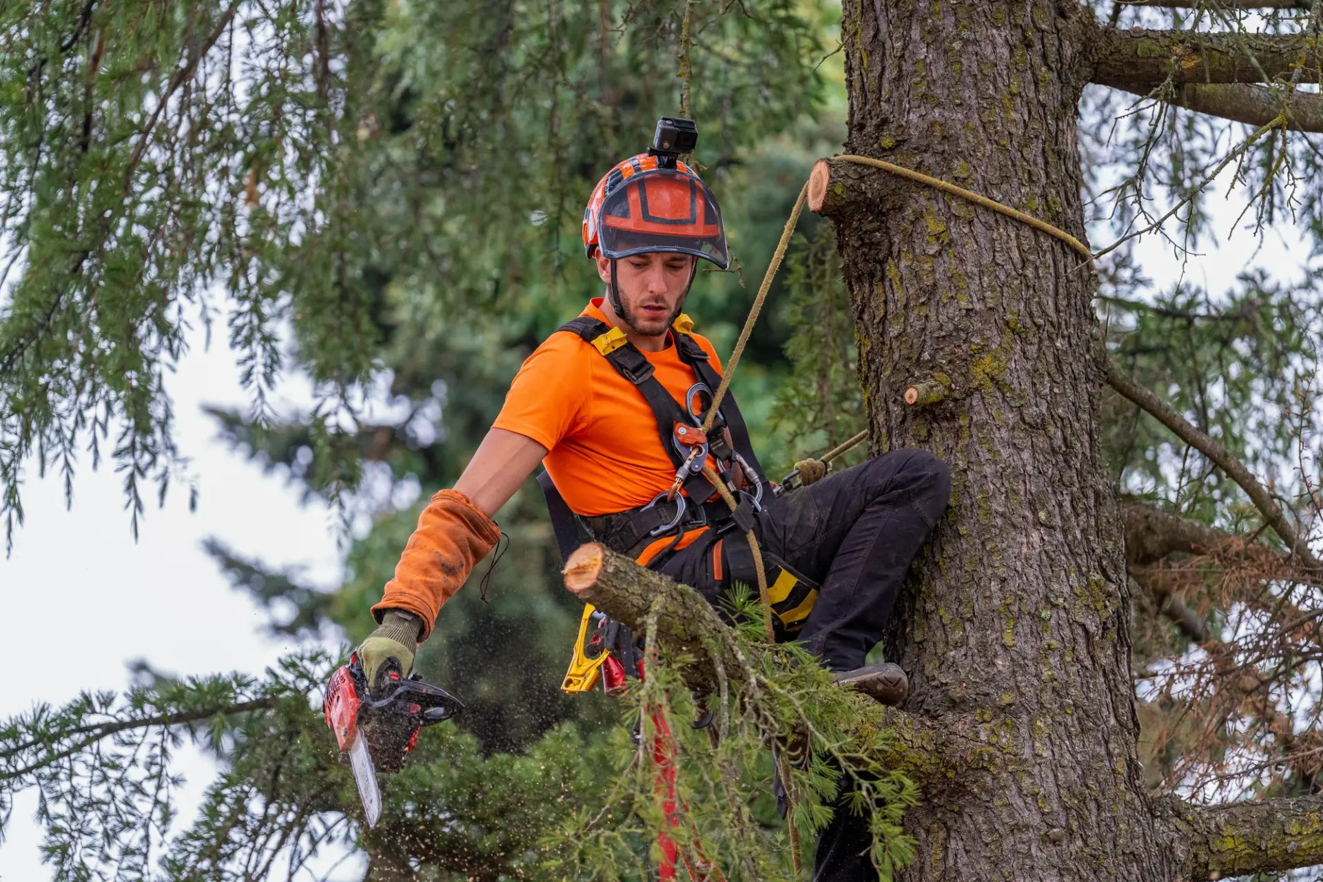 Professional arborist operating a chainsaw while secured in a mature tree
