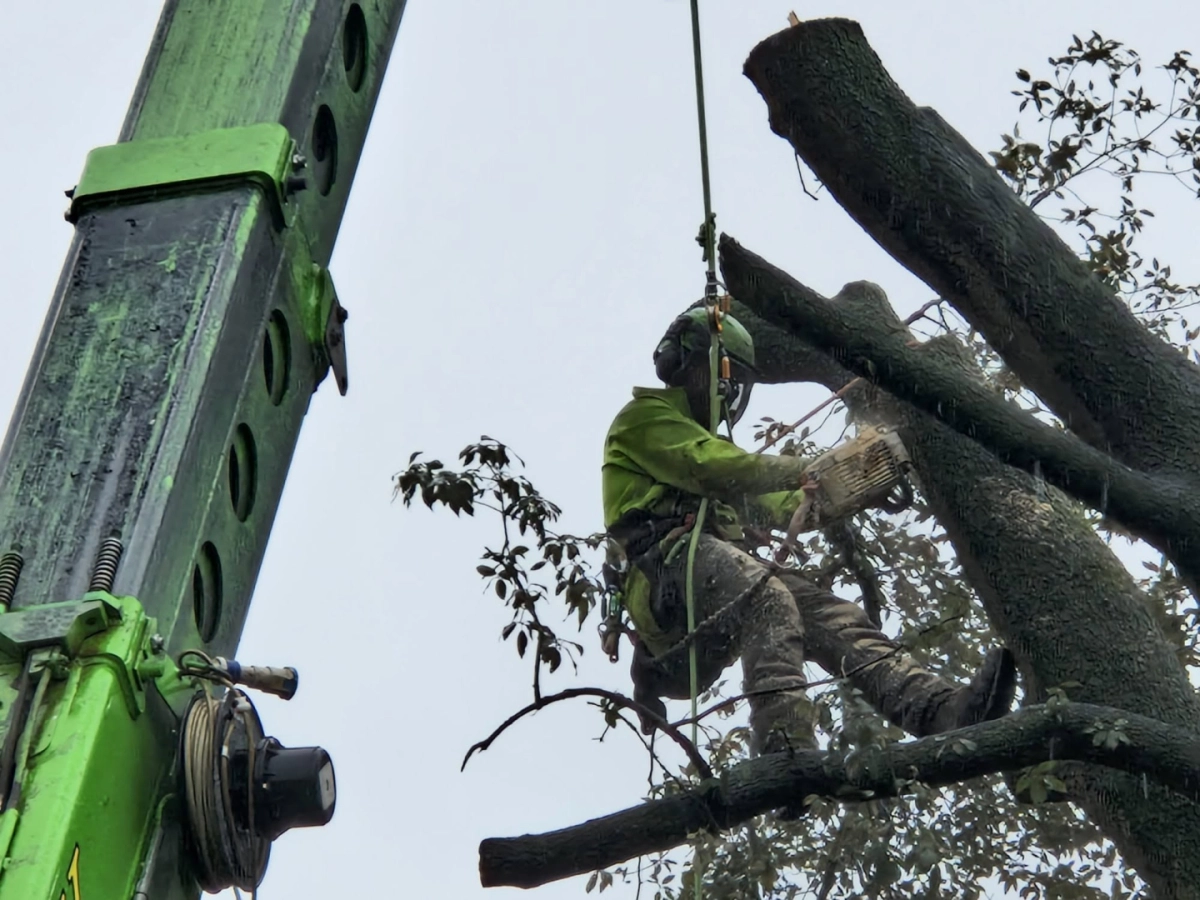 Arborist carrying out a controlled sectional tree dismantle