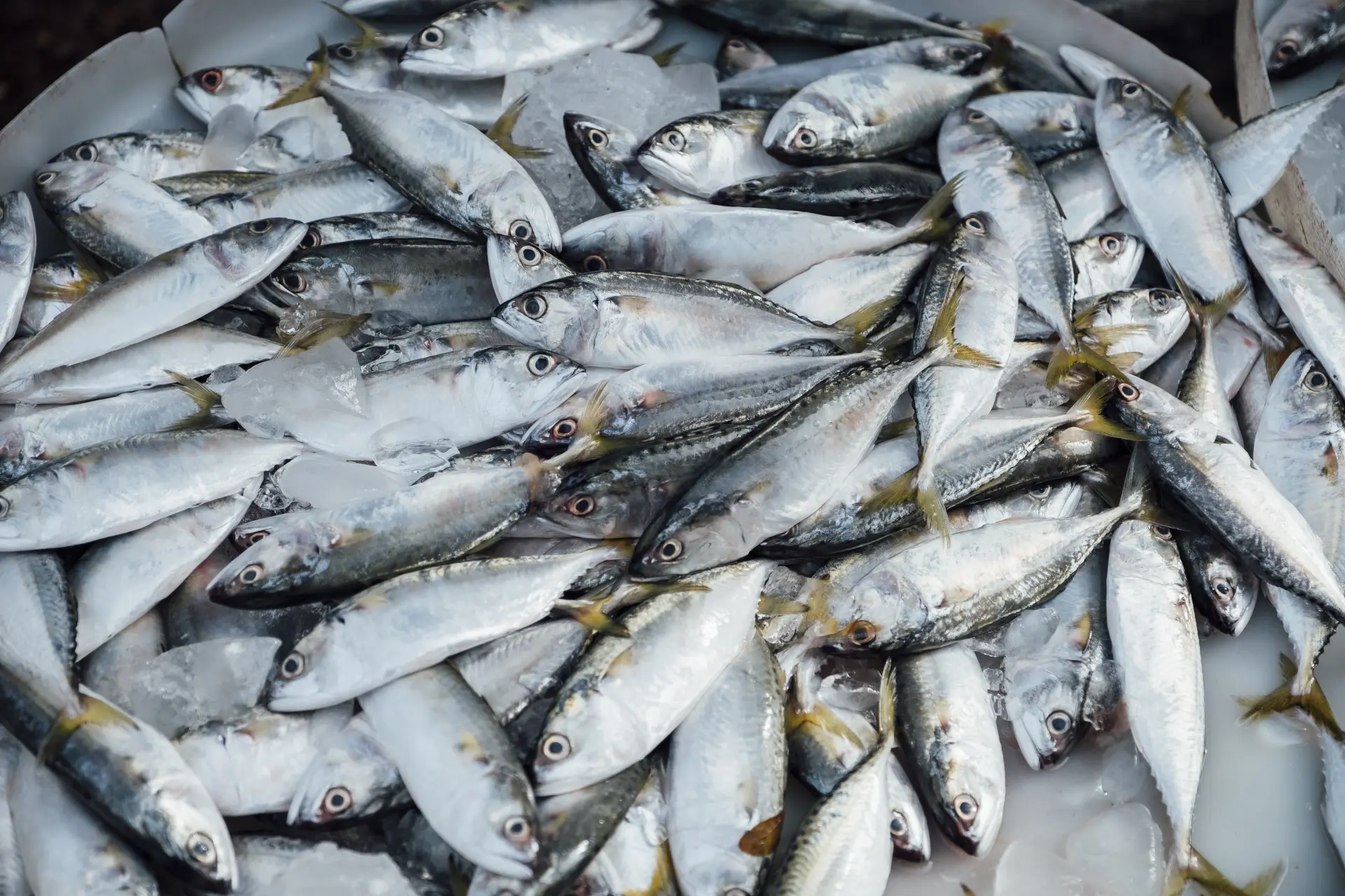 What Are The Best Times of Year for Mackerel Fishing