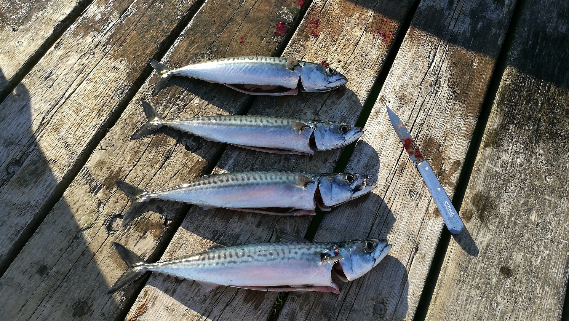 What to Expect on a Full-Day Fishing Charter in the UK