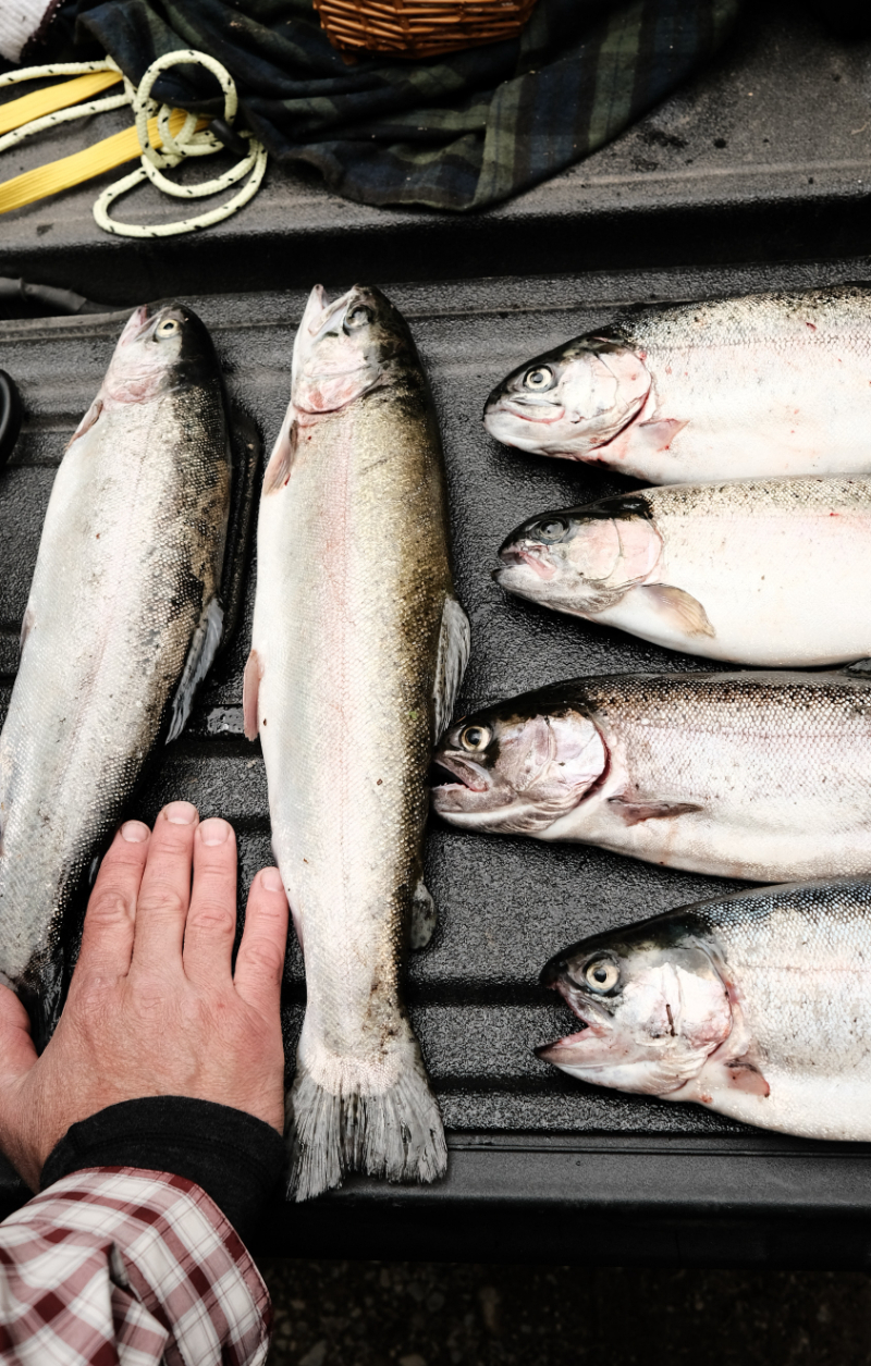 What Are The Best Conditions For Pollock Fishing?