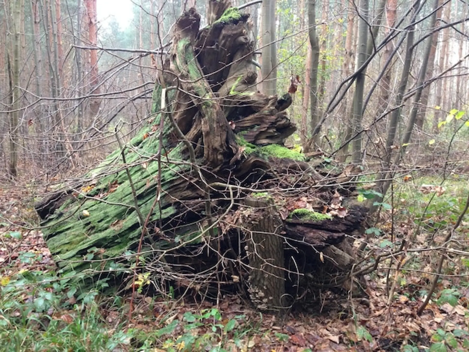 Do I need Emergency Tree Removal After Storm Damage