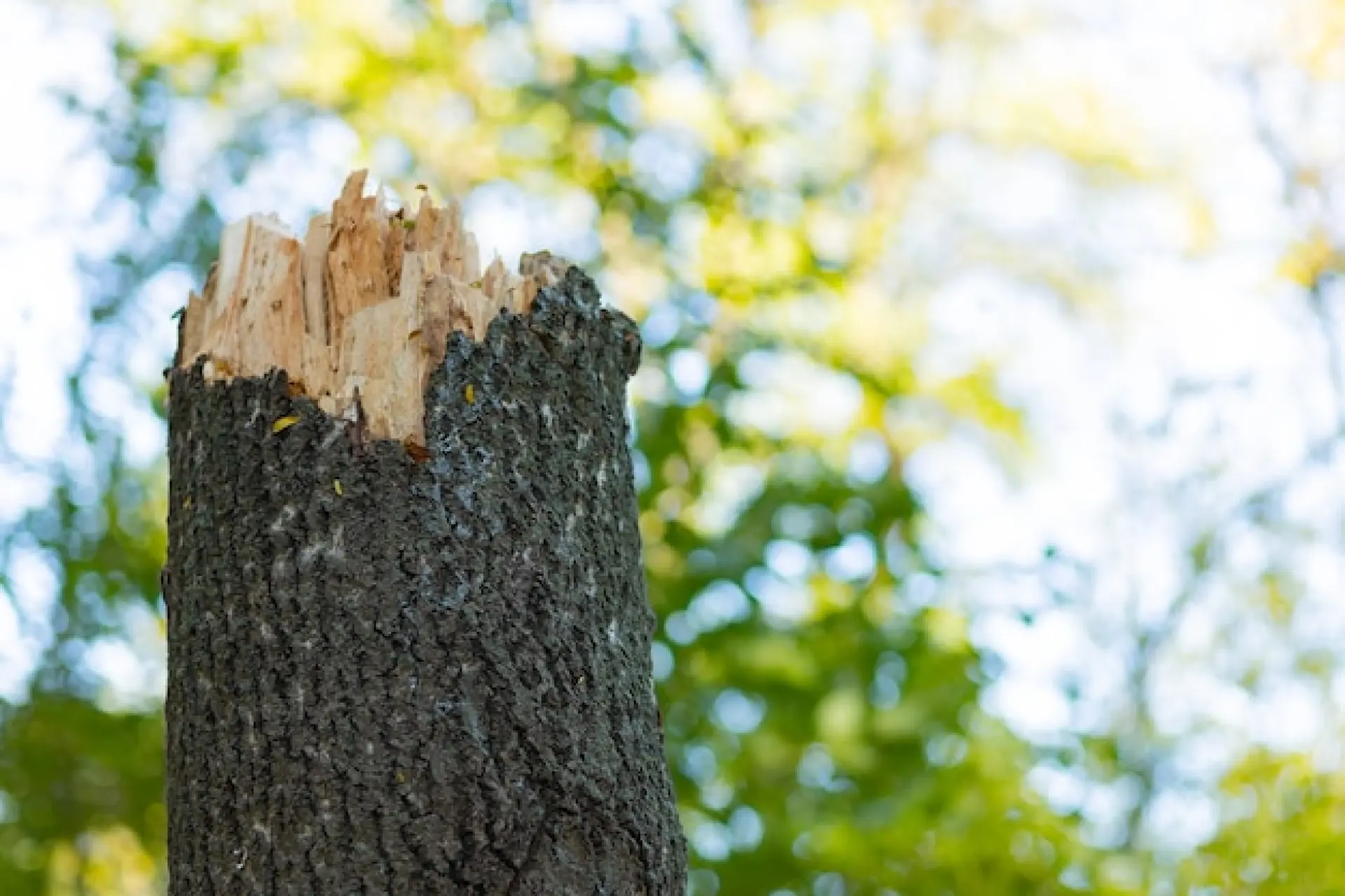 Root Damage - When Is Tree Removal Necessary?