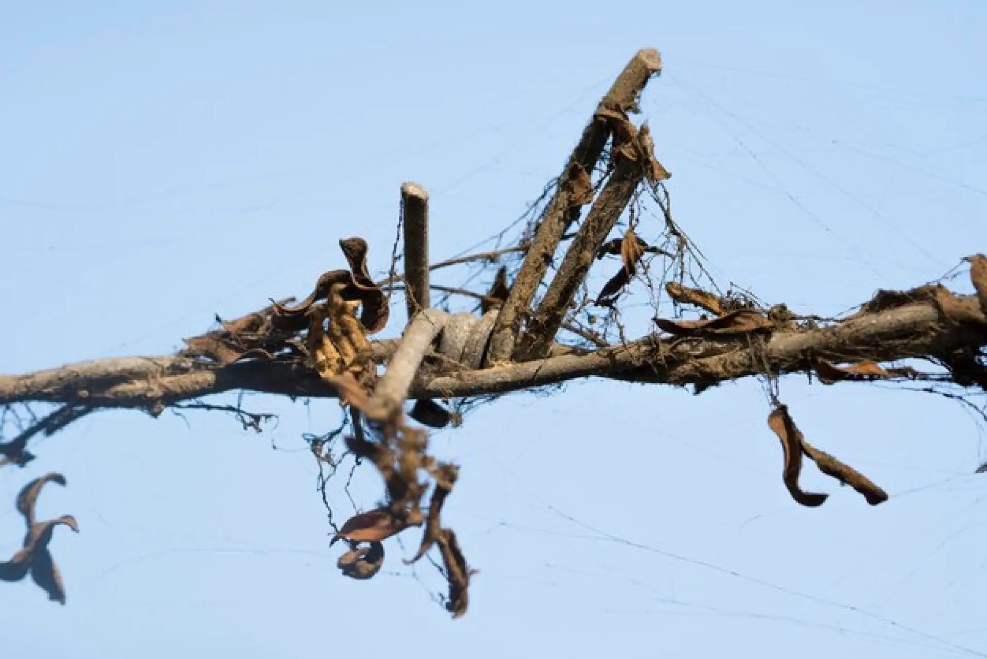 Broken or Hanging Branches - Emergency Tree Removal After Storm Damage
