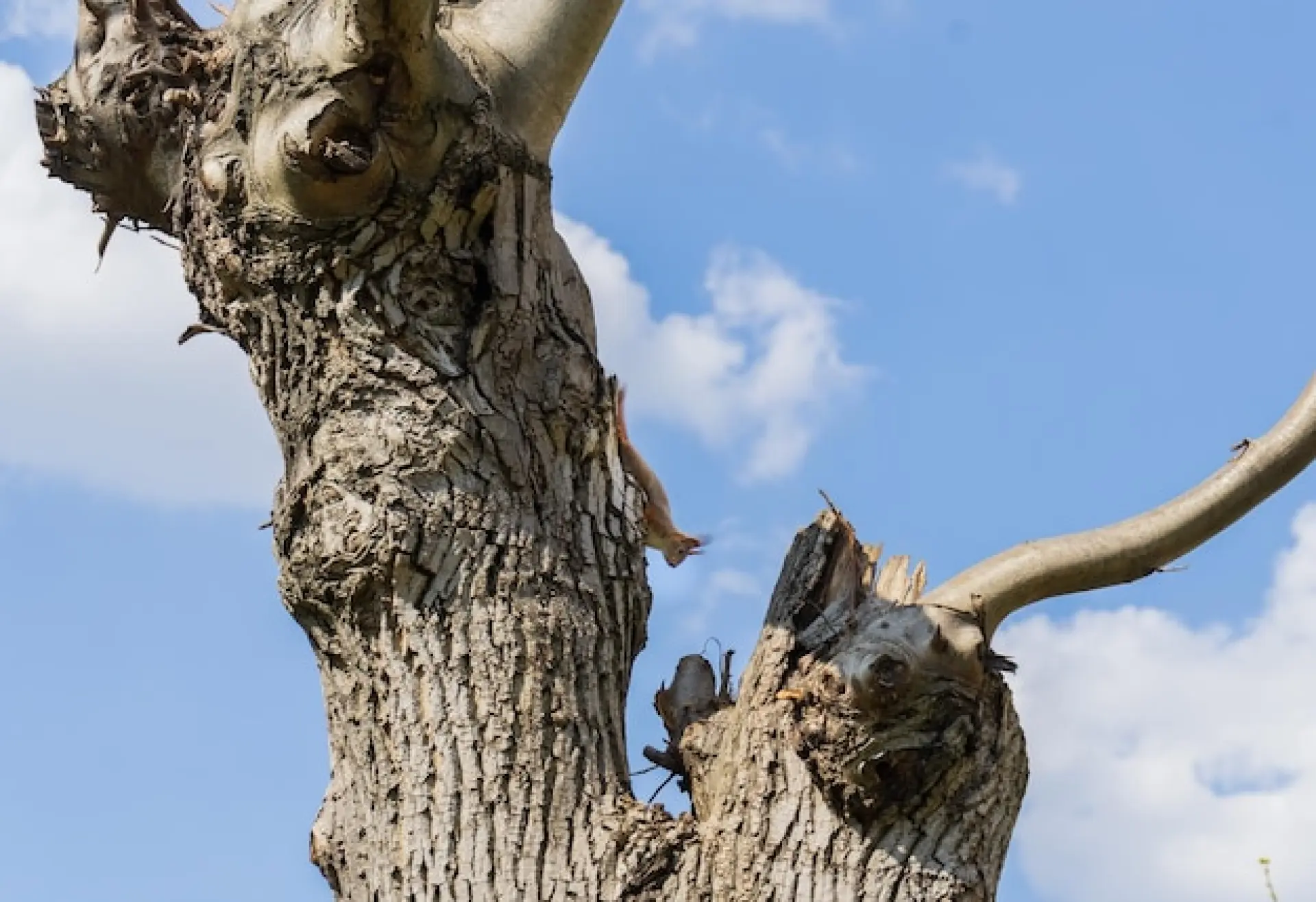 Do I Need Emergency Tree Removal After Storm Damage Do I Need Emergency Tree Removal After Storm Damage