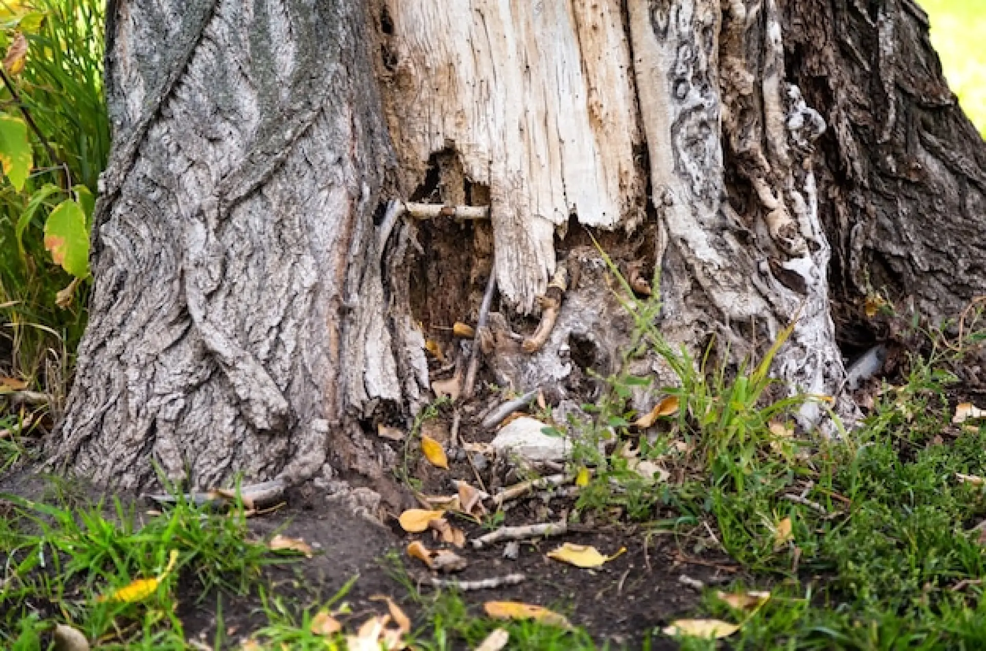 When Should You Hire a Woodland Consultant When Should You Hire a Woodland Consultant